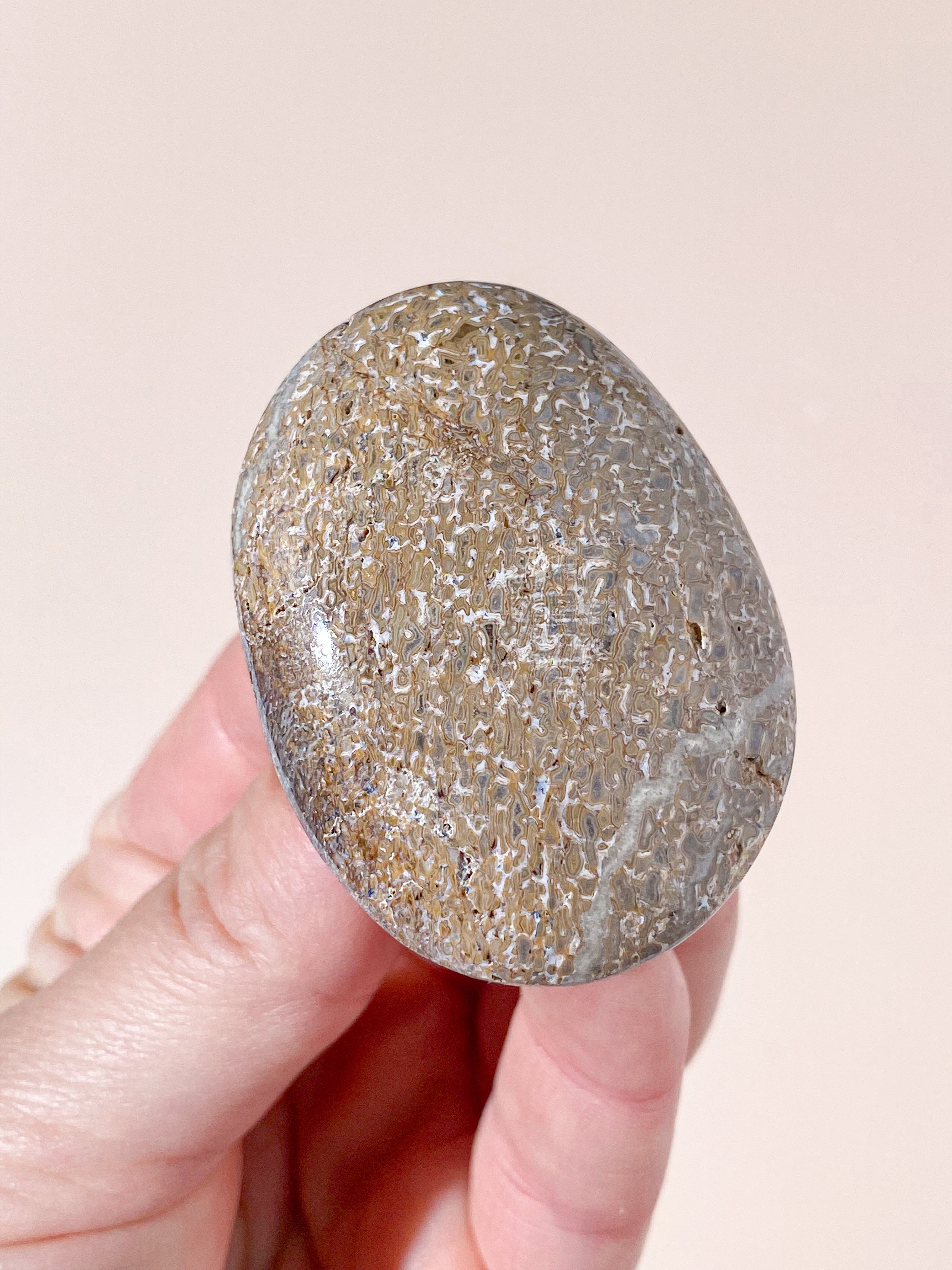 Atlasaurus Dinosaur Fossil Knogle Palmstone (Nr. 5)