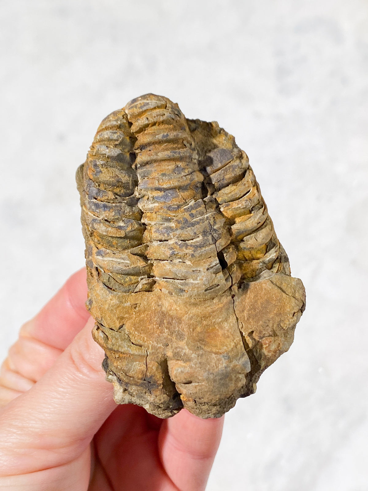 Trilobit Fossil (Nr. 1)