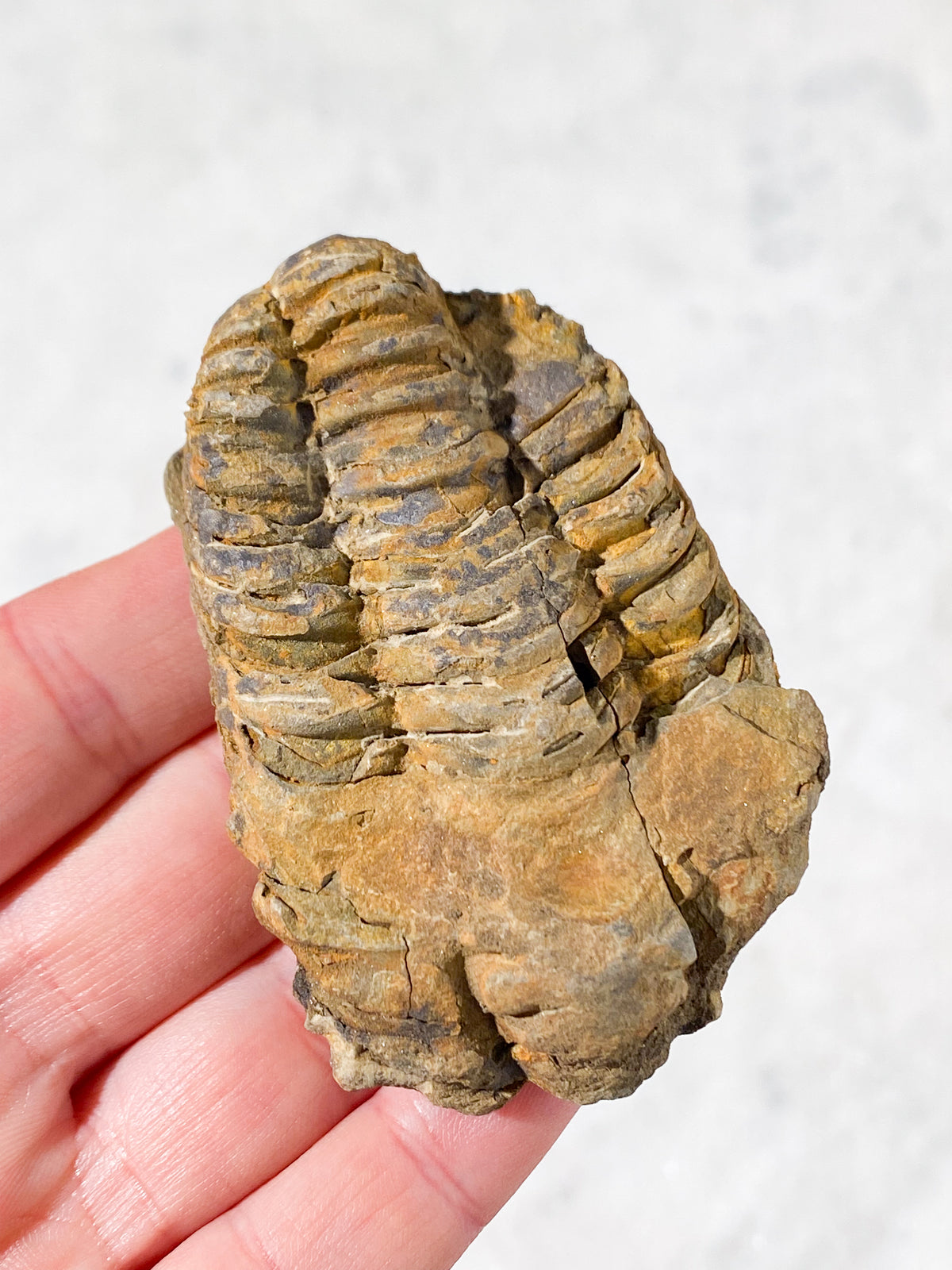 Trilobit Fossil (Nr. 1)