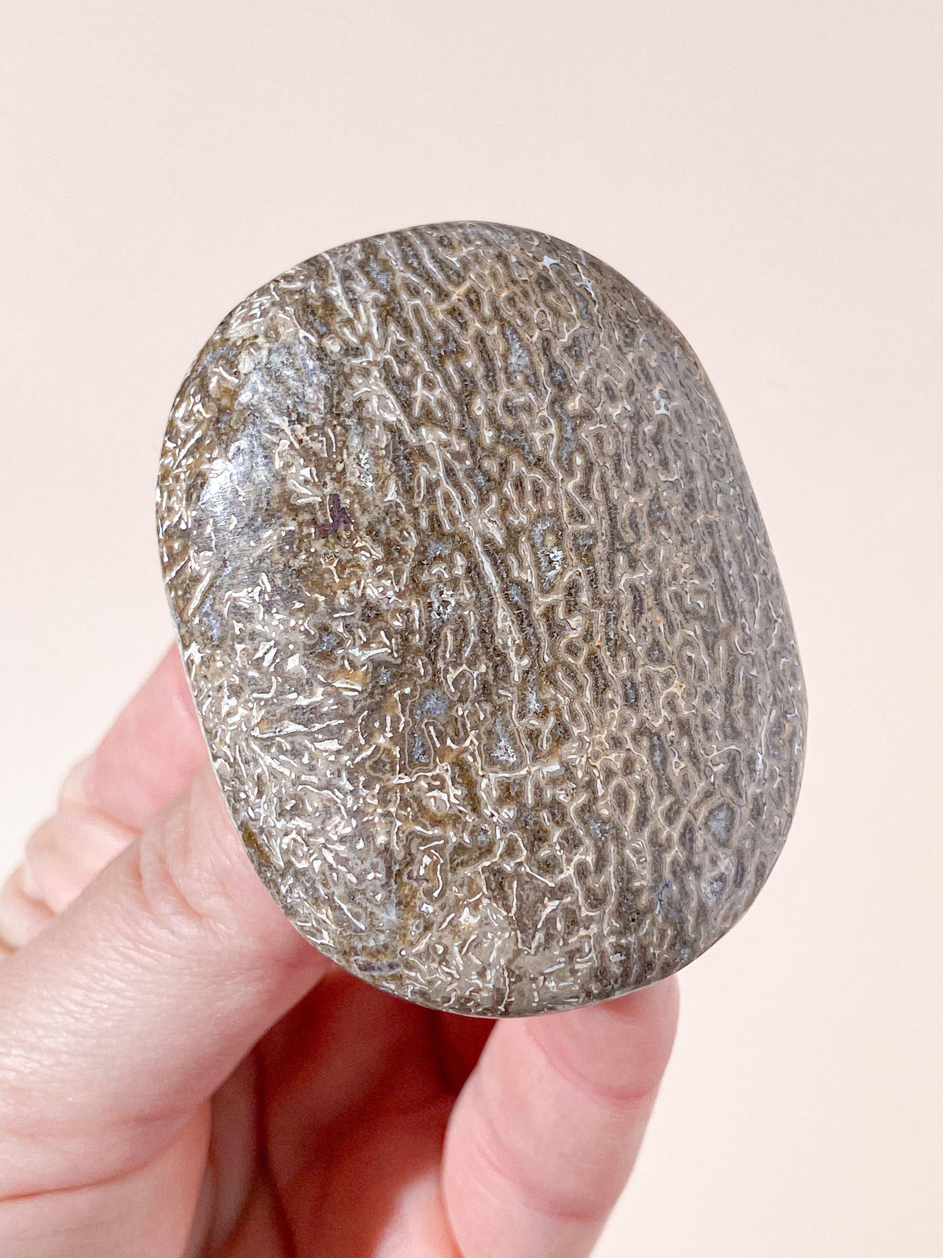 Atlasaurus Dinosaur Fossil Knogle Palmstone (Nr. 9)