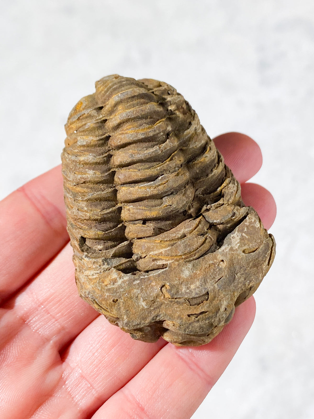 Trilobit Fossil (Nr. 2)