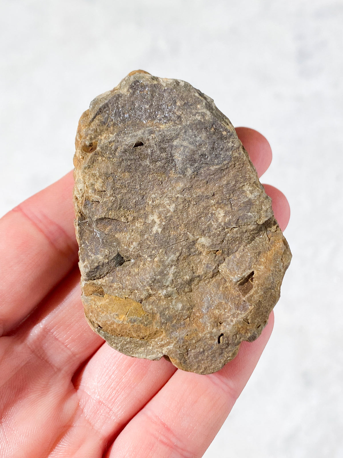 Trilobit Fossil (Nr. 2)