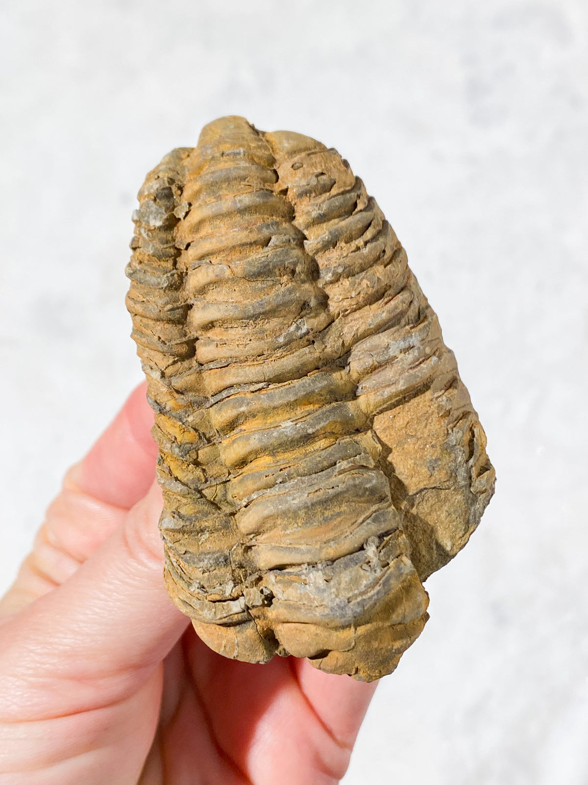 Trilobit Fossil (Nr. 3)