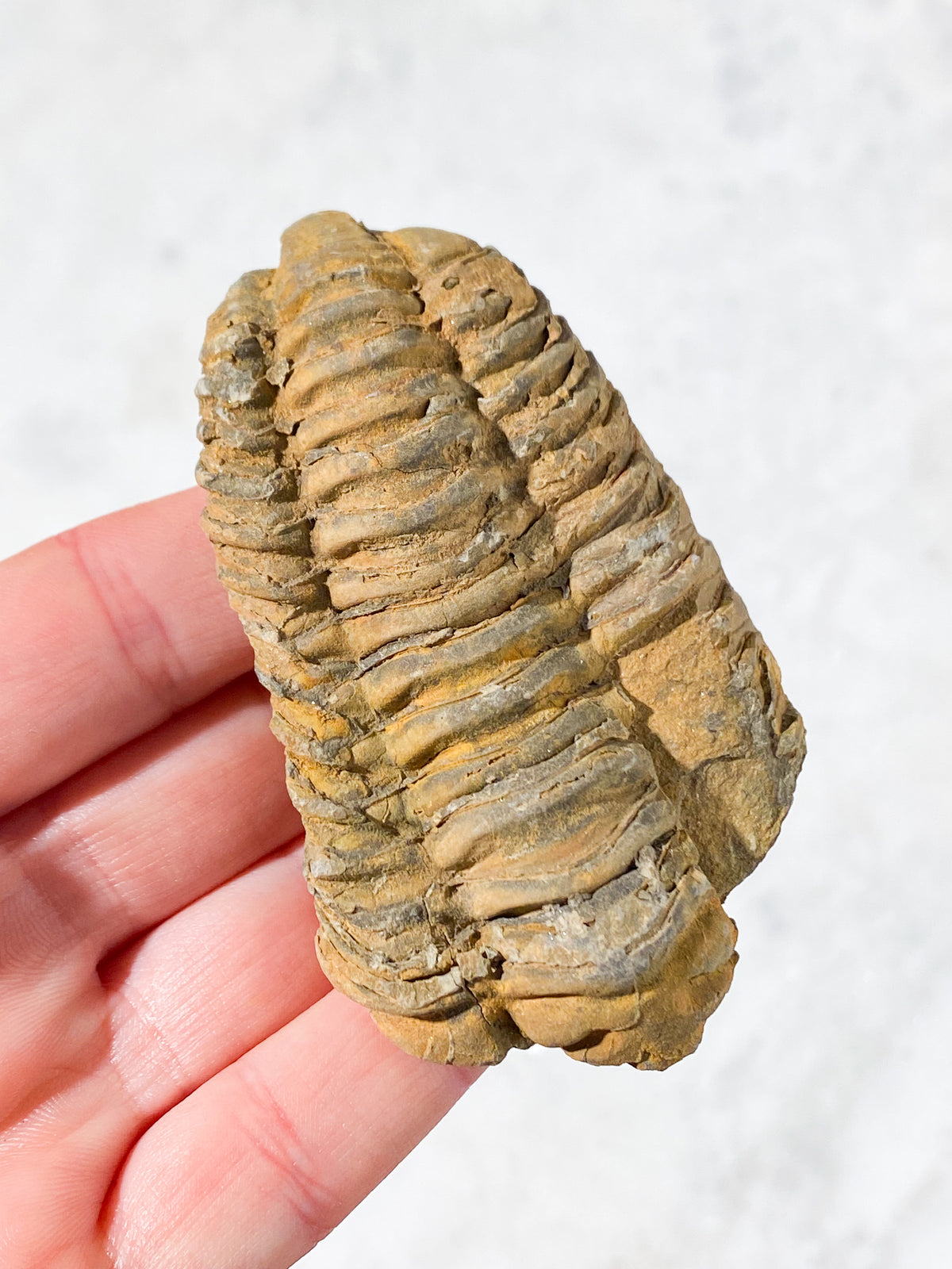 Trilobit Fossil (Nr. 3)