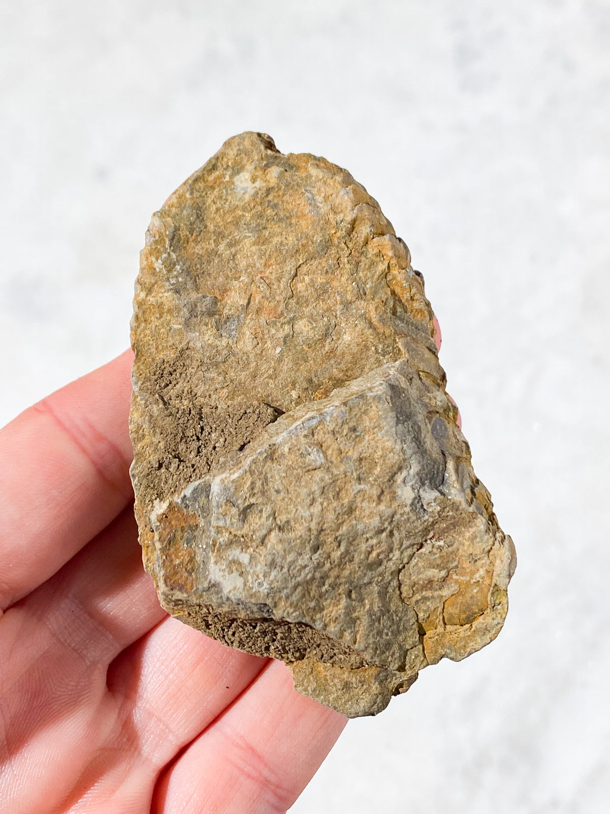 Trilobit Fossil (Nr. 3)