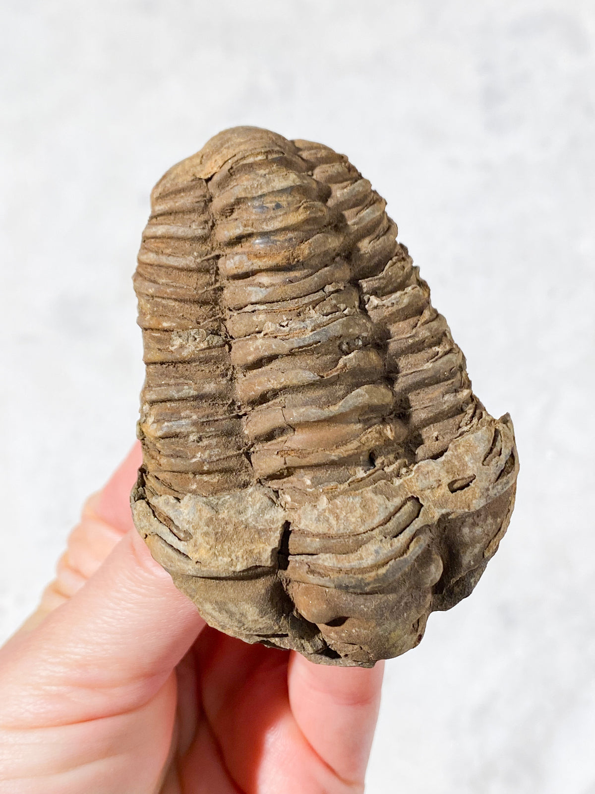 Trilobit Fossil (Nr. 4)