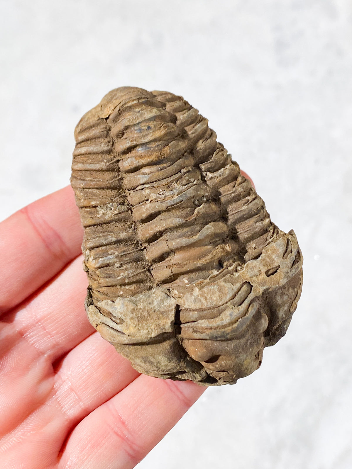 Trilobit Fossil (Nr. 4)