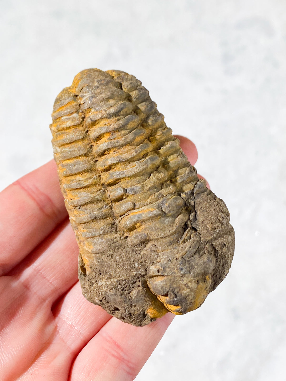Trilobit Fossil (Nr. 5)