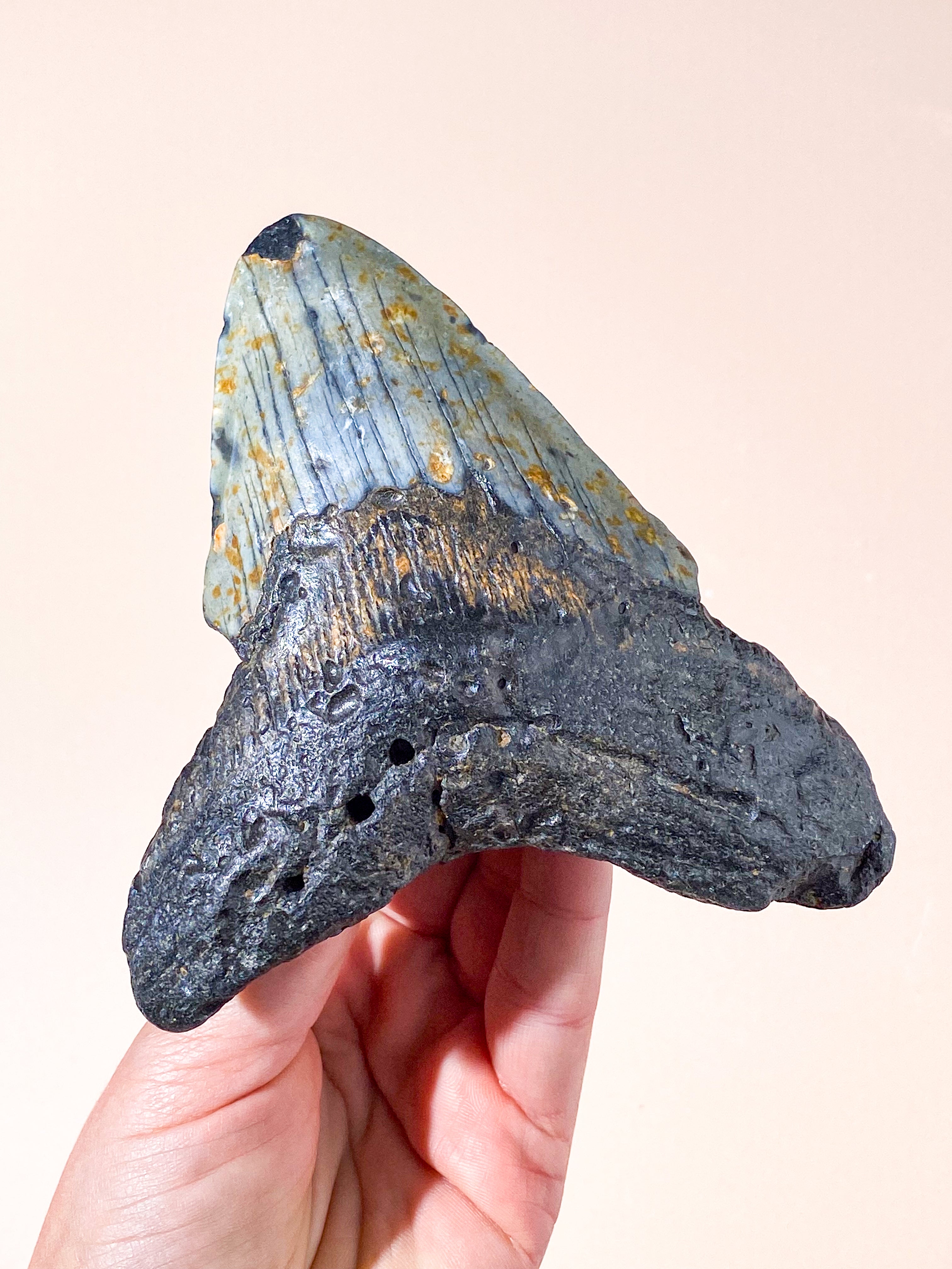 Stor Megalodon Tand Fossil (Nr. 1)