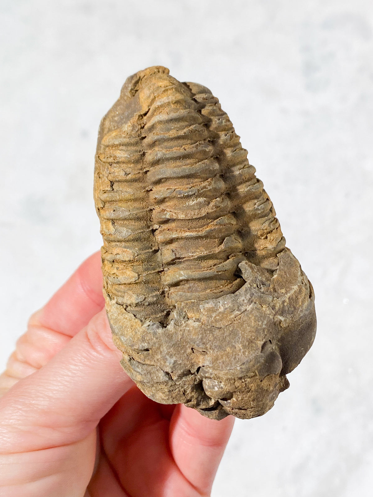 Trilobit Fossil (Nr. 8)
