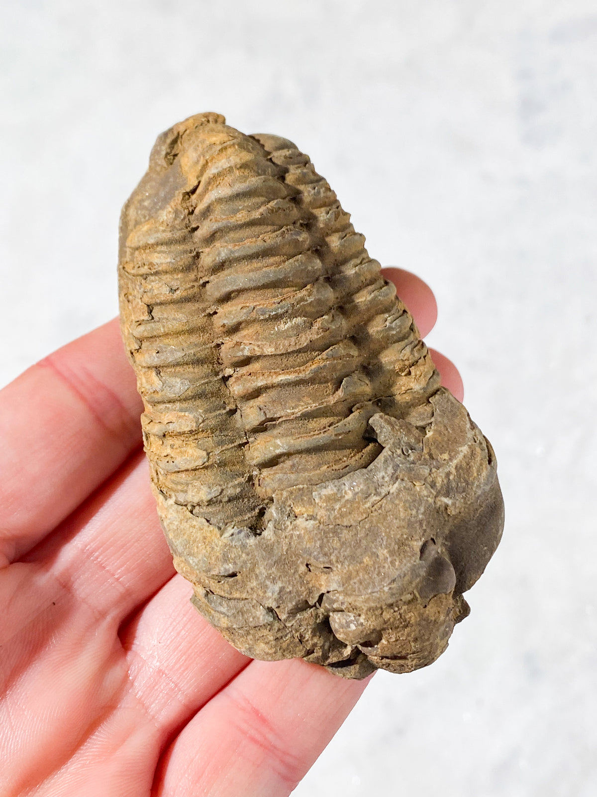 Trilobit Fossil (Nr. 8)