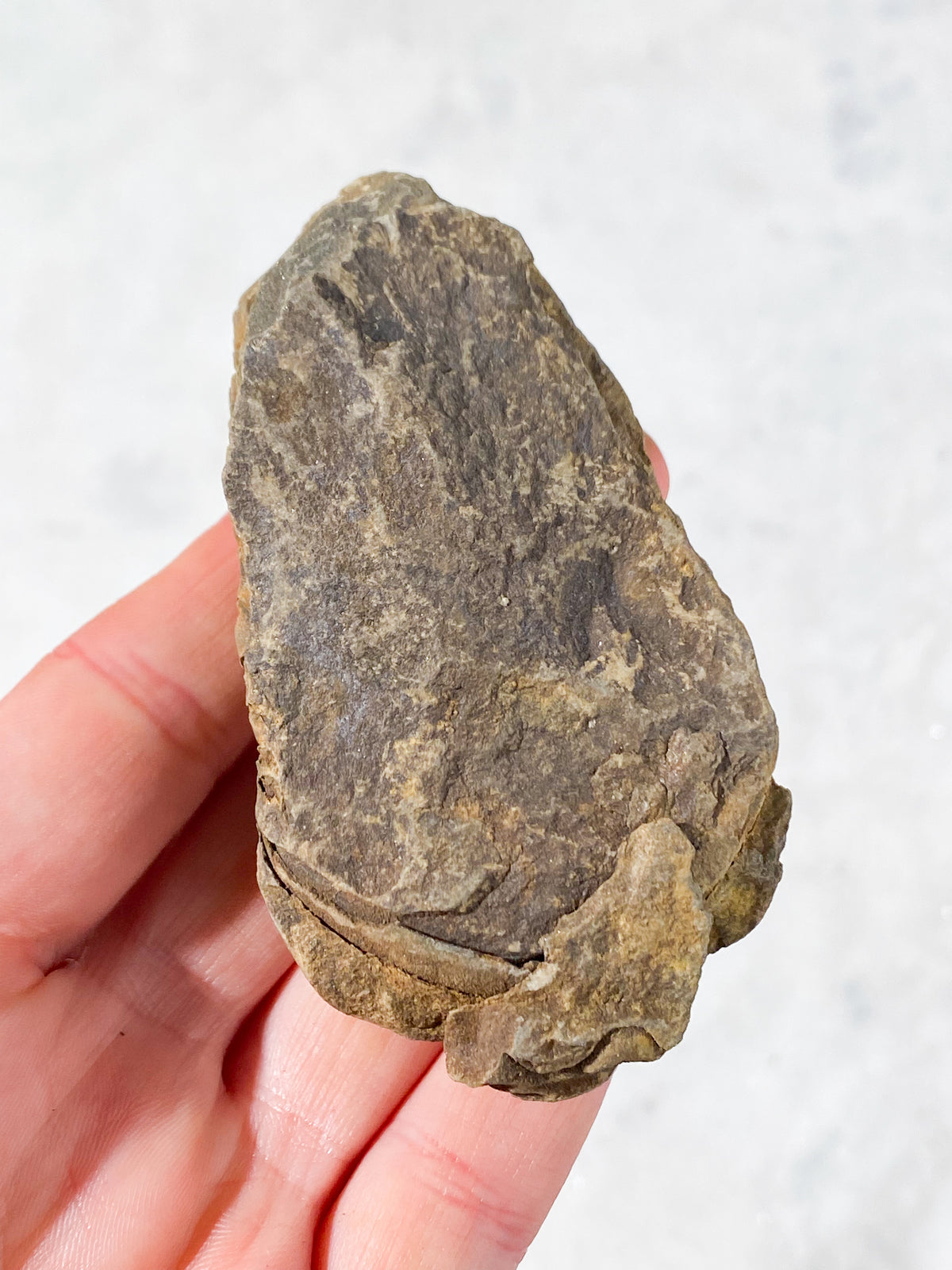 Trilobit Fossil (Nr. 8)