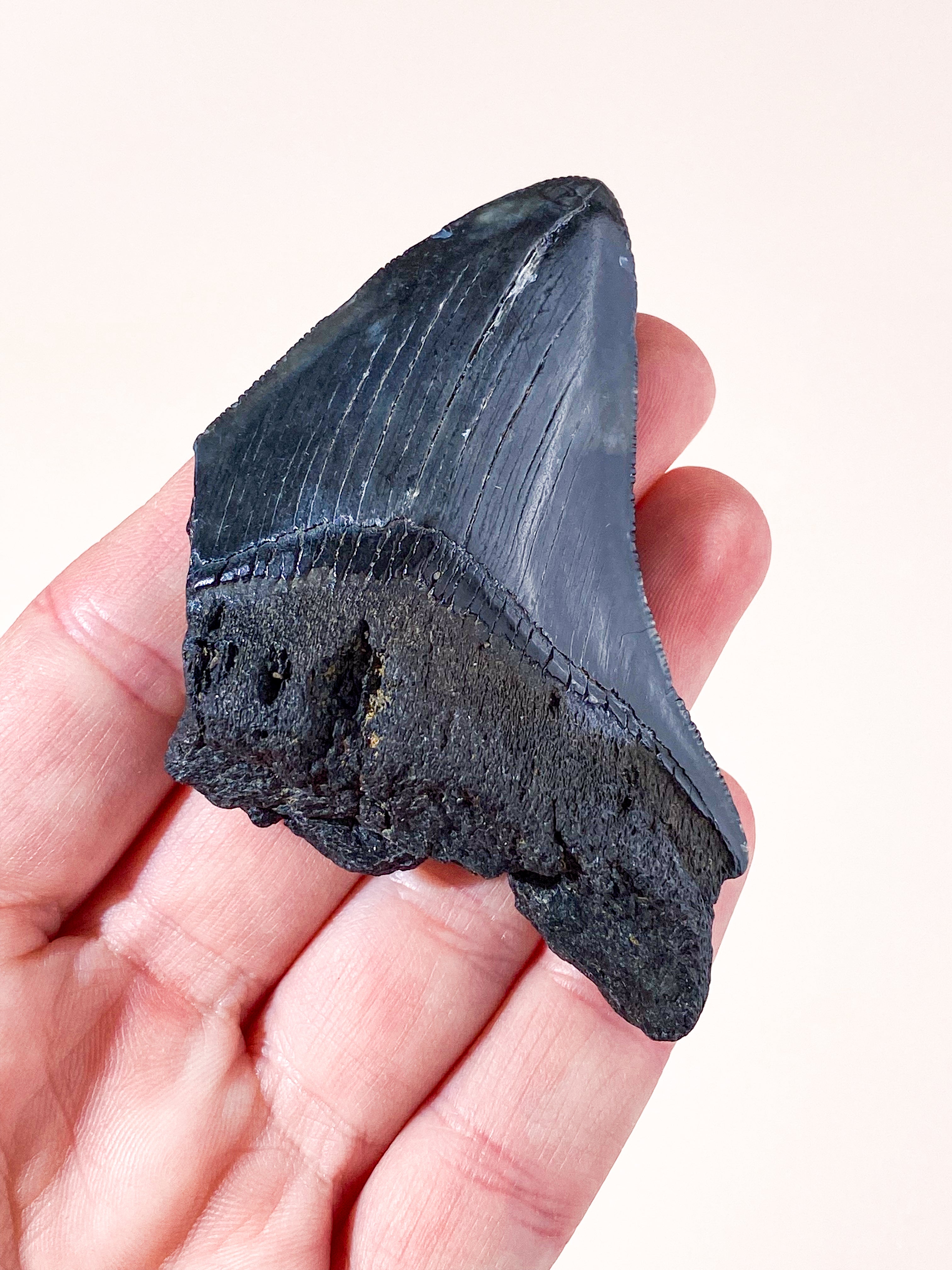 Megalodon Tand Fossil (Nr. 3)