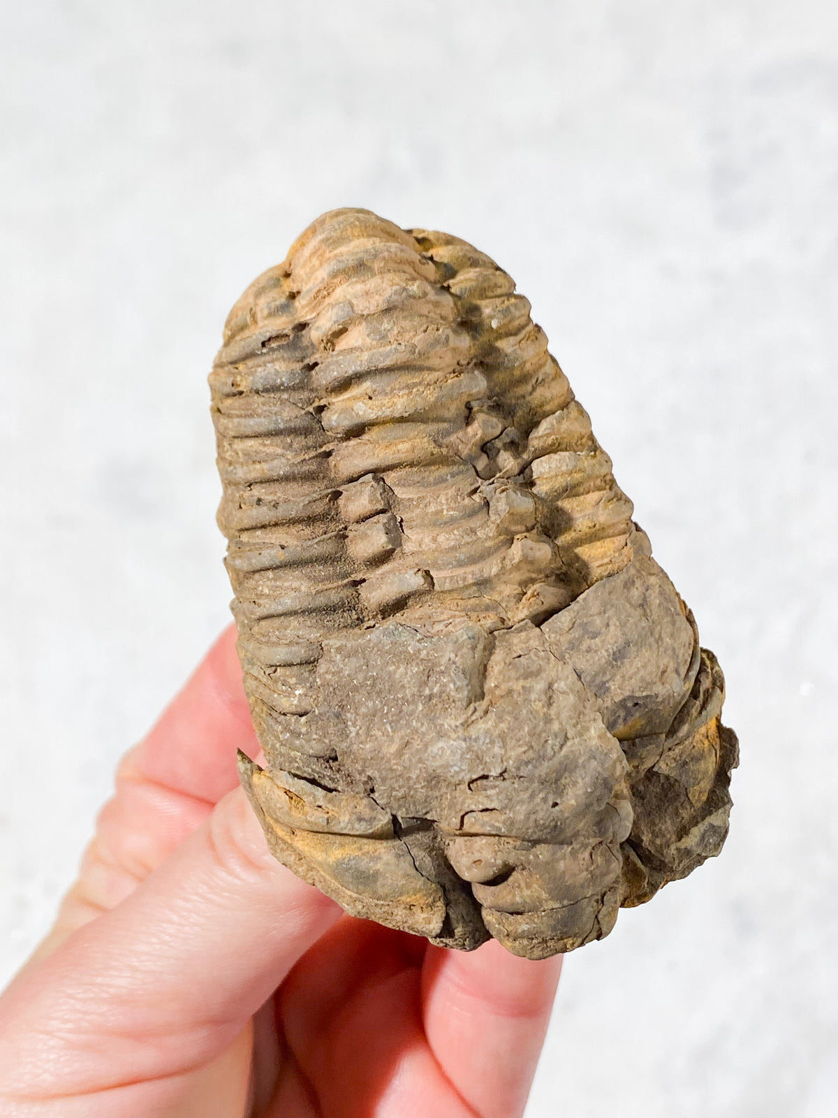 Trilobitfossil (nr 9)