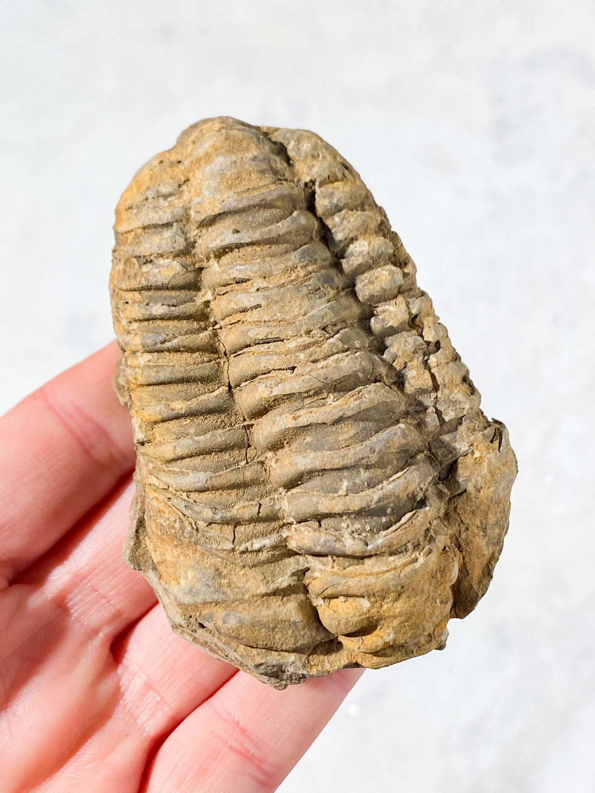 Trilobit Fossil (Nr. 10)