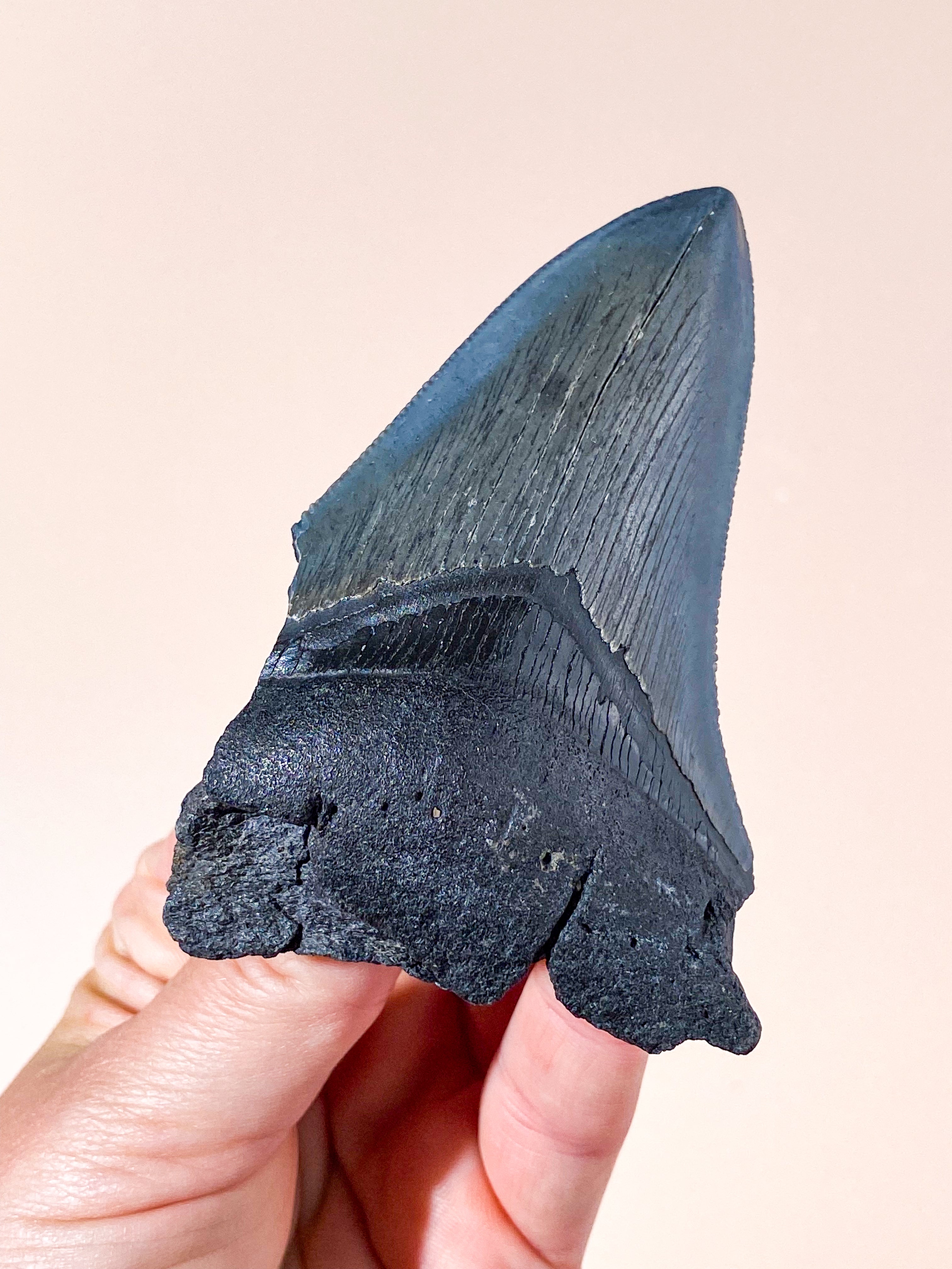 Megalodon Tand Fossil (Nr. 5)