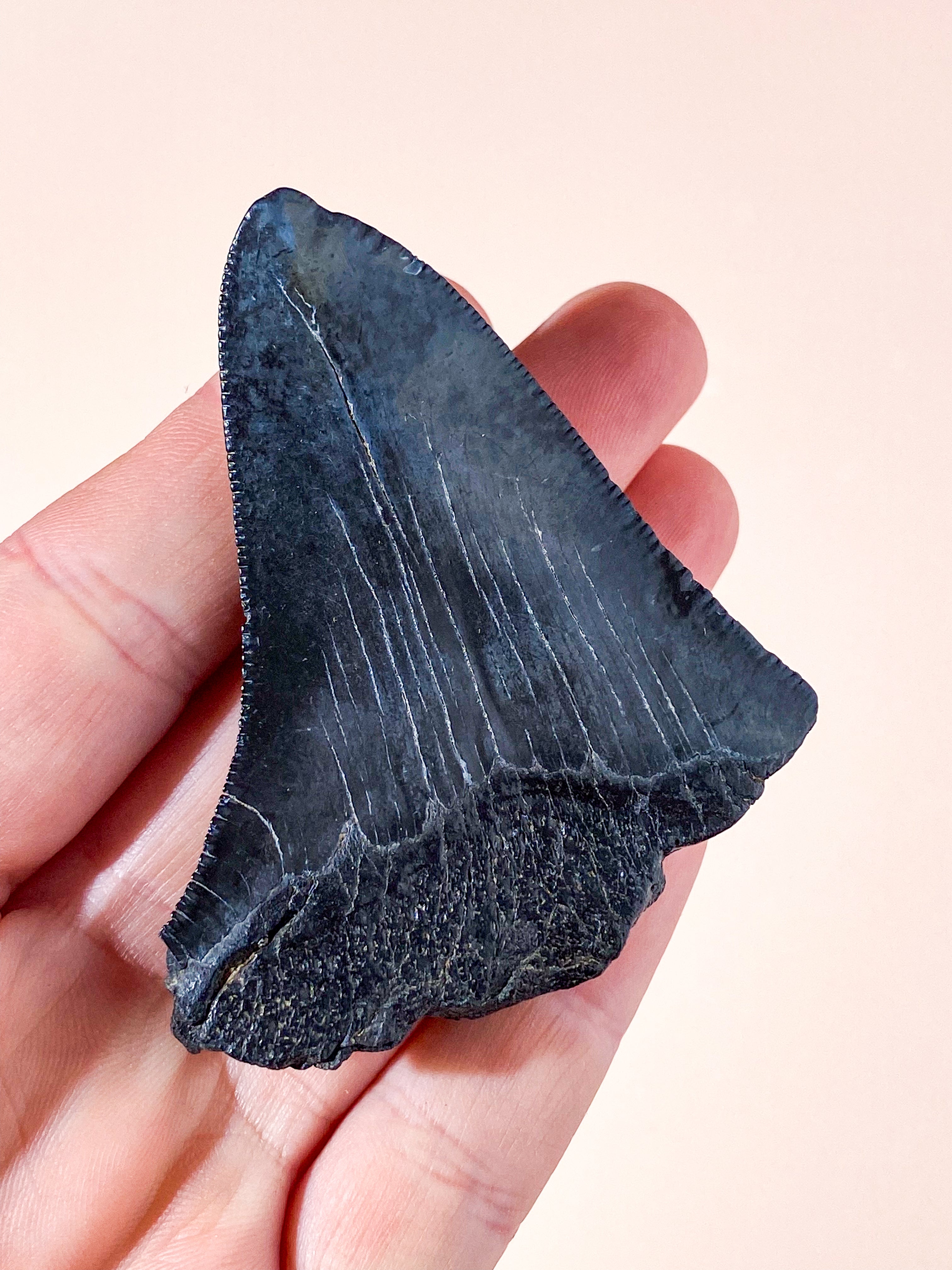 Megalodon Tand Fossil (Nr. 6)