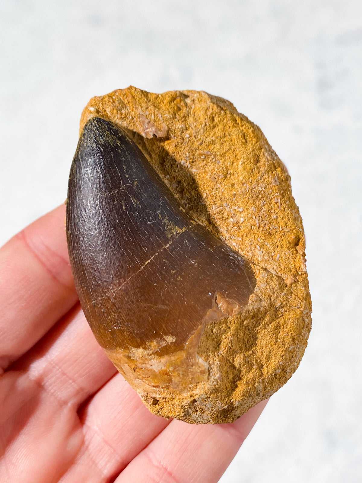 Mosasaurus Tand Fossil i Matrix (Nr. 3)