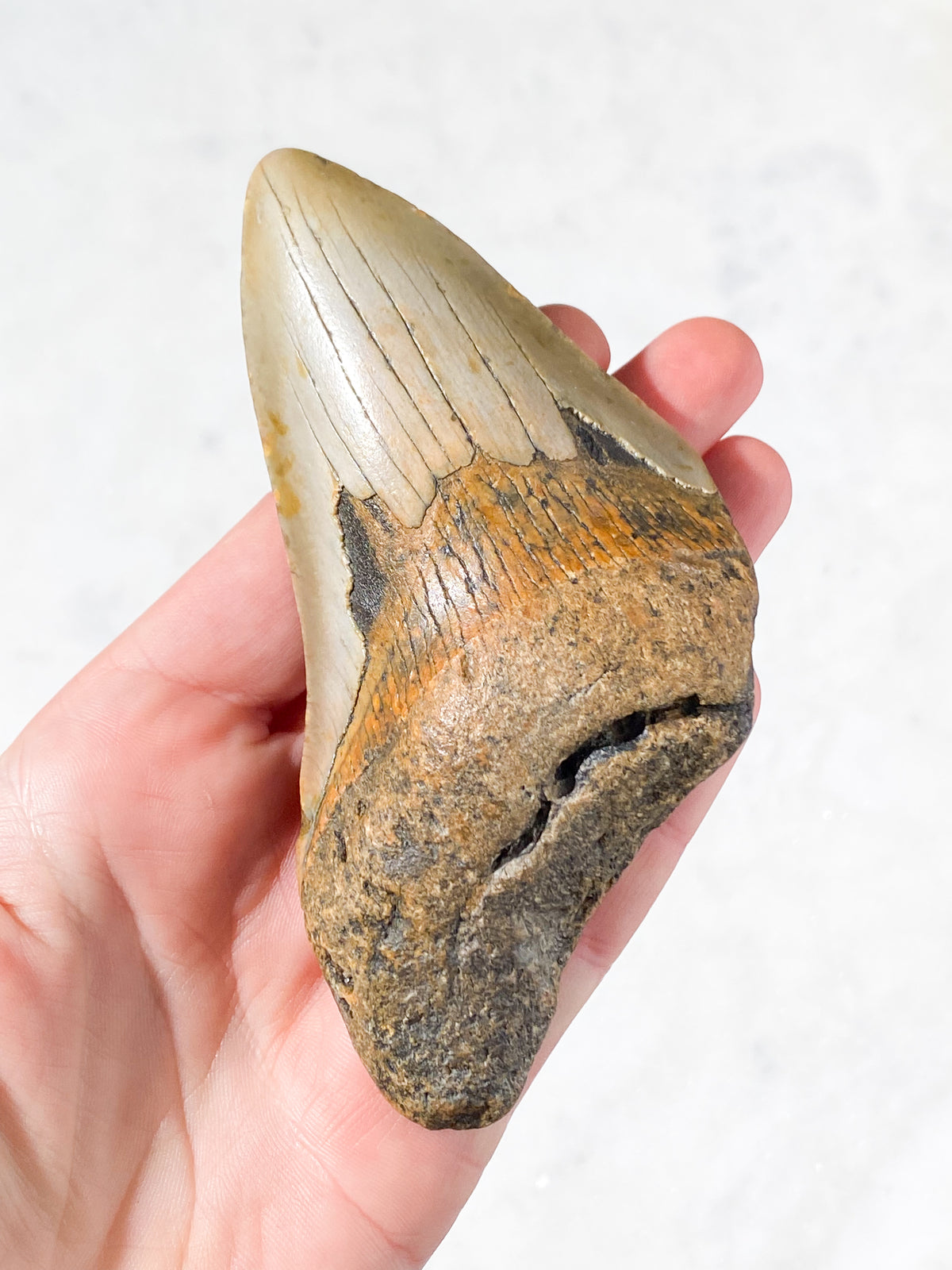 Megalodontand-fossil (nr 5)