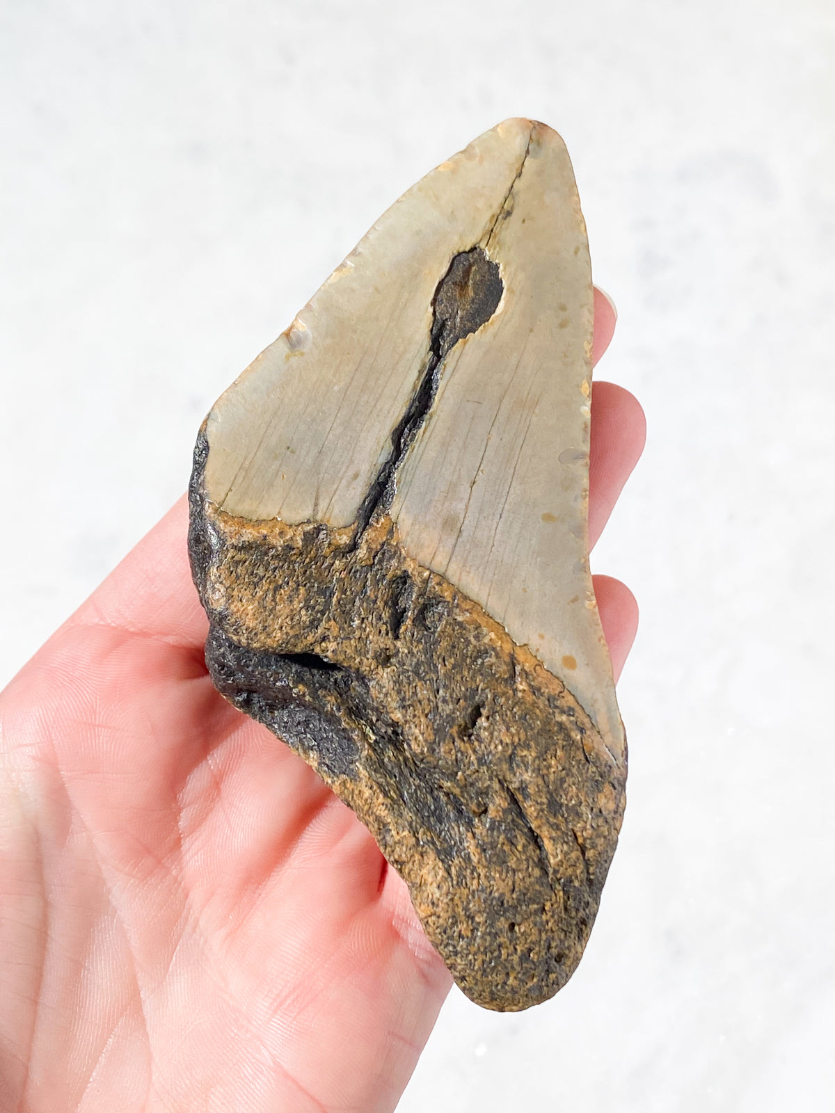 Megalodontand-fossil (nr 5)