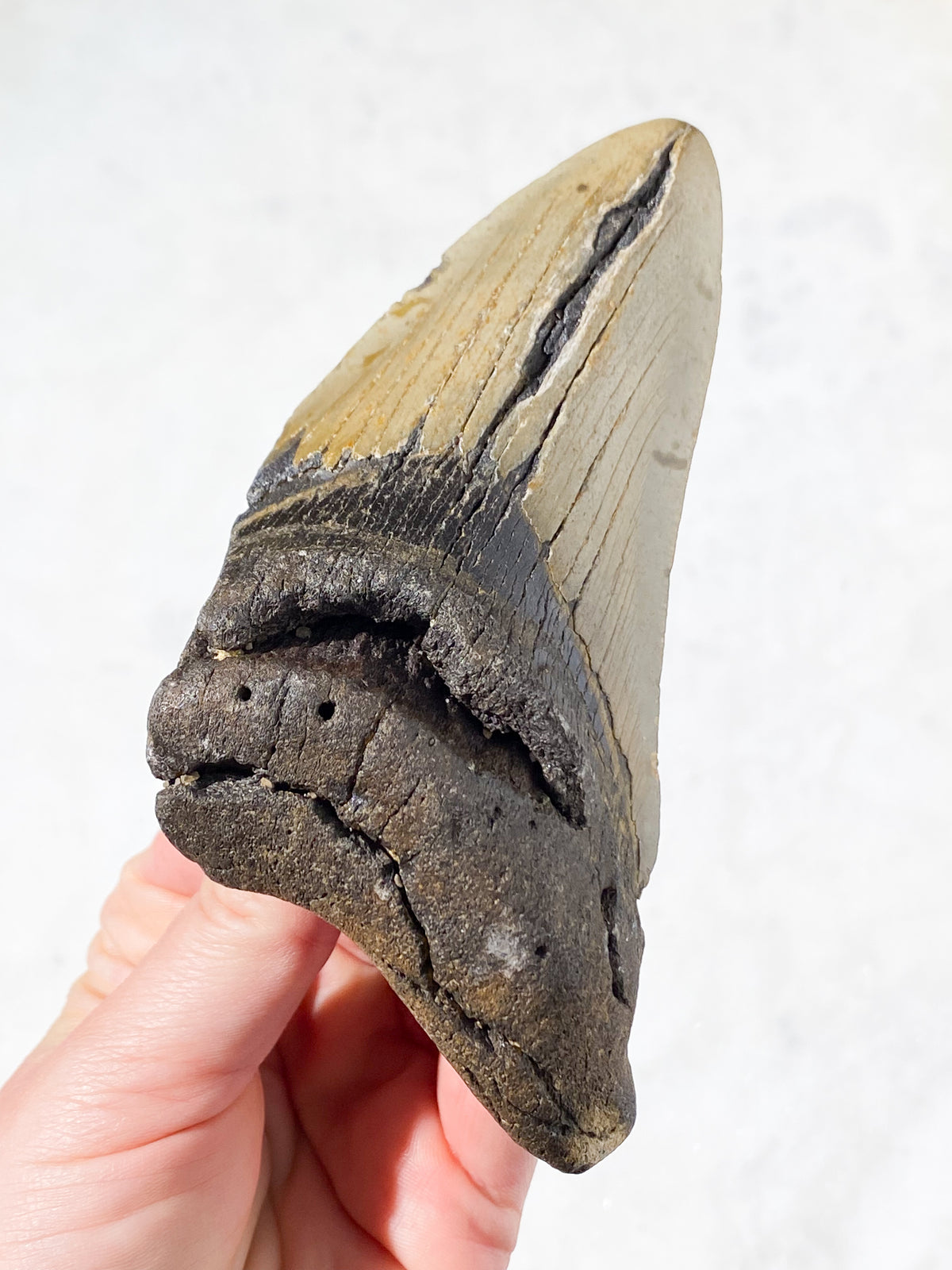 Megalodon Tand Fossil (Nr. 6)
