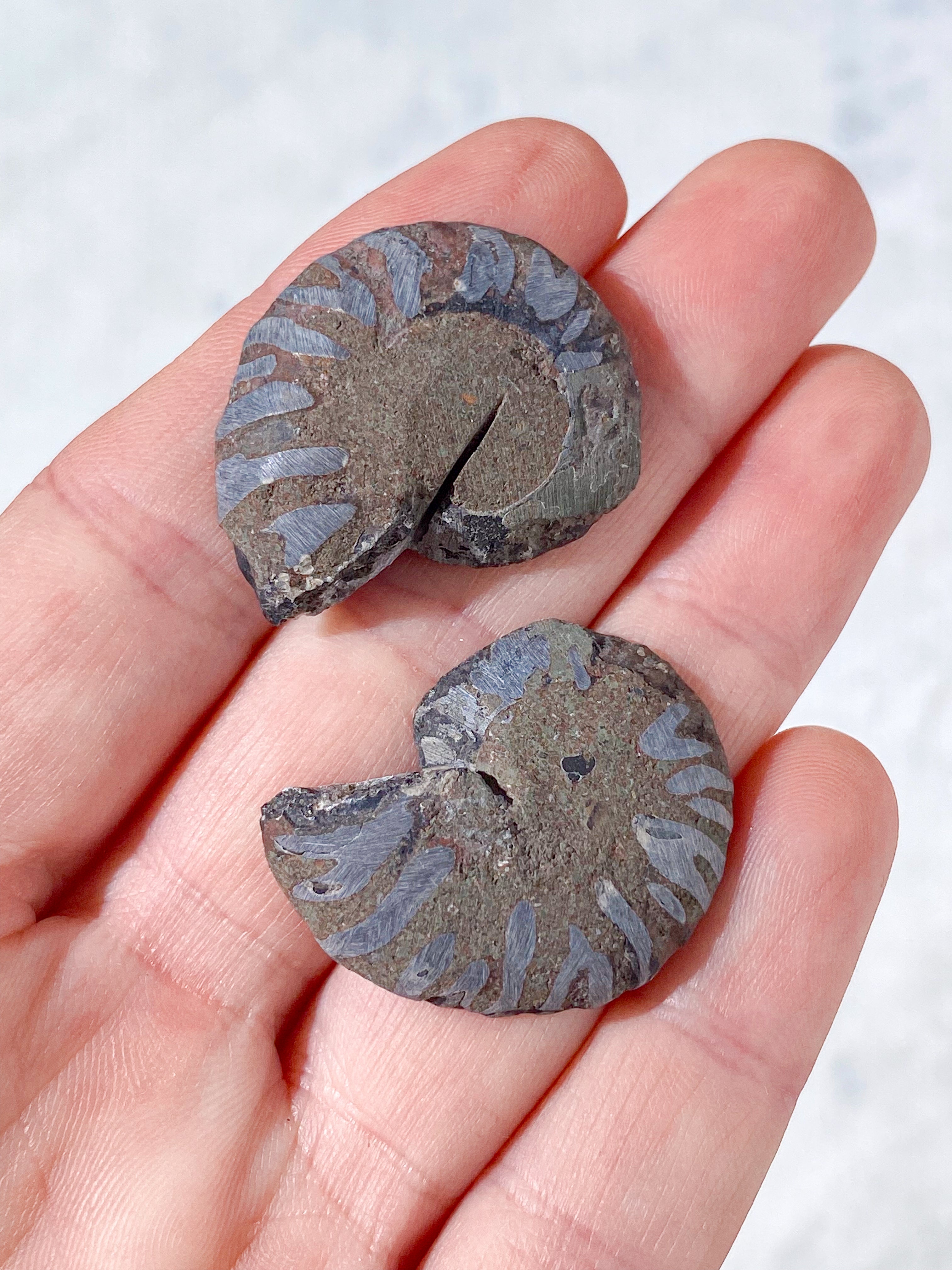 Sort Ammonit Fossil Par (Nr. 4)