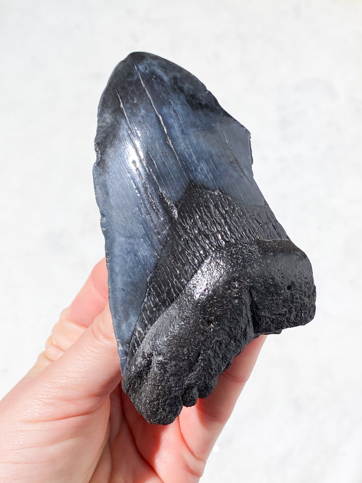 Megalodon Tand Fossil (Nr. 8)