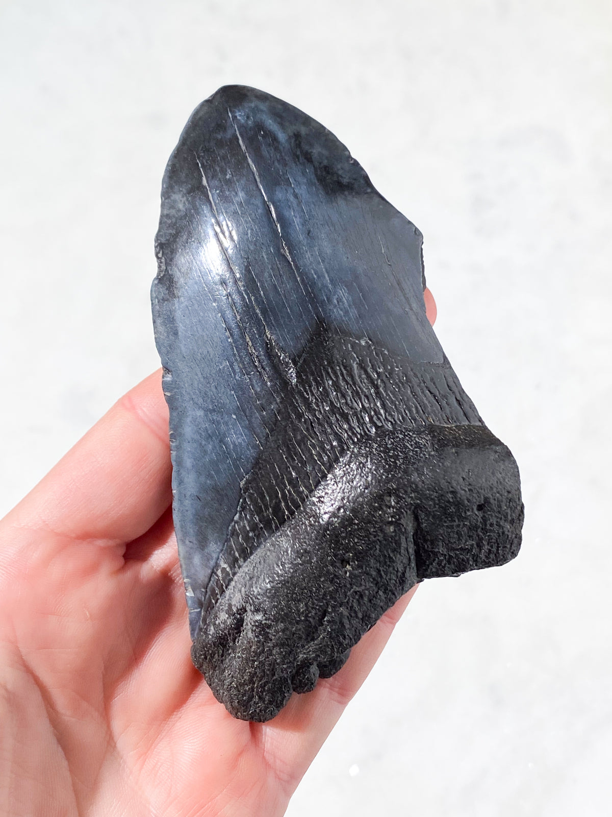 Megalodon Tand Fossil (Nr. 8)