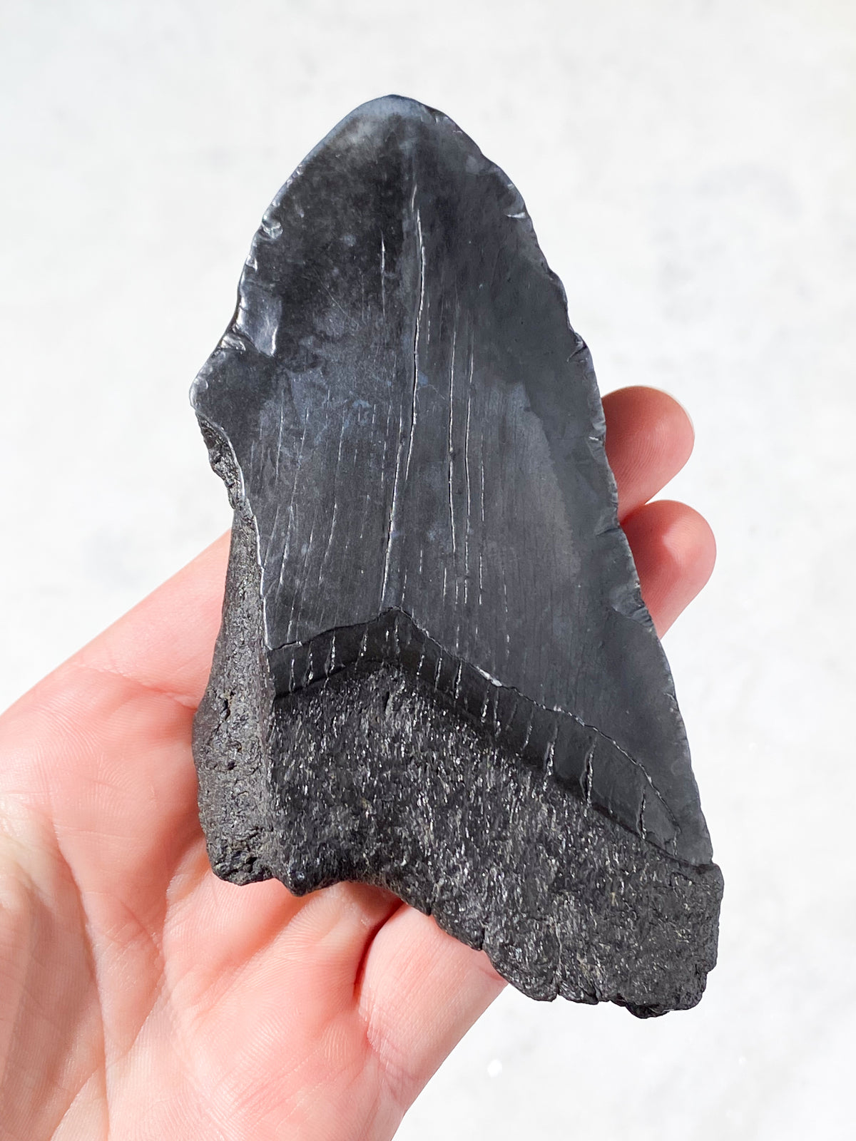 Megalodon Tand Fossil (Nr. 8)