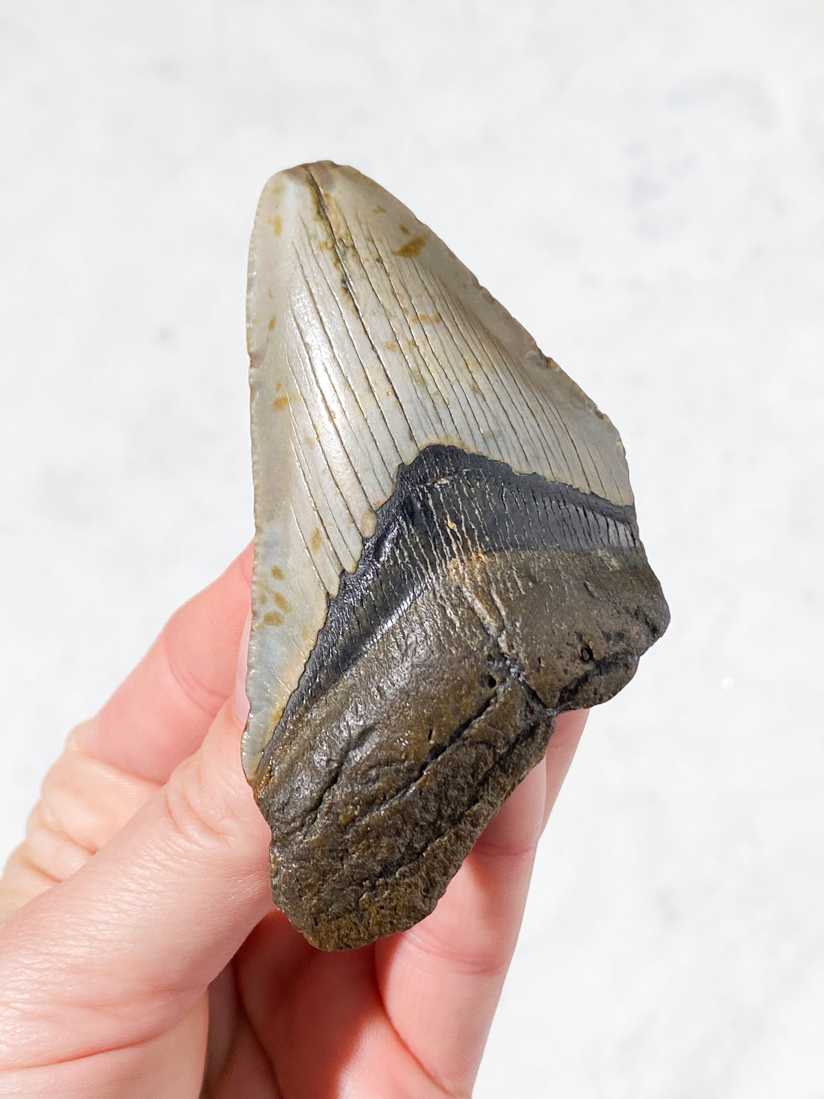 Megalodon Tand Fossil (Nr. 9)