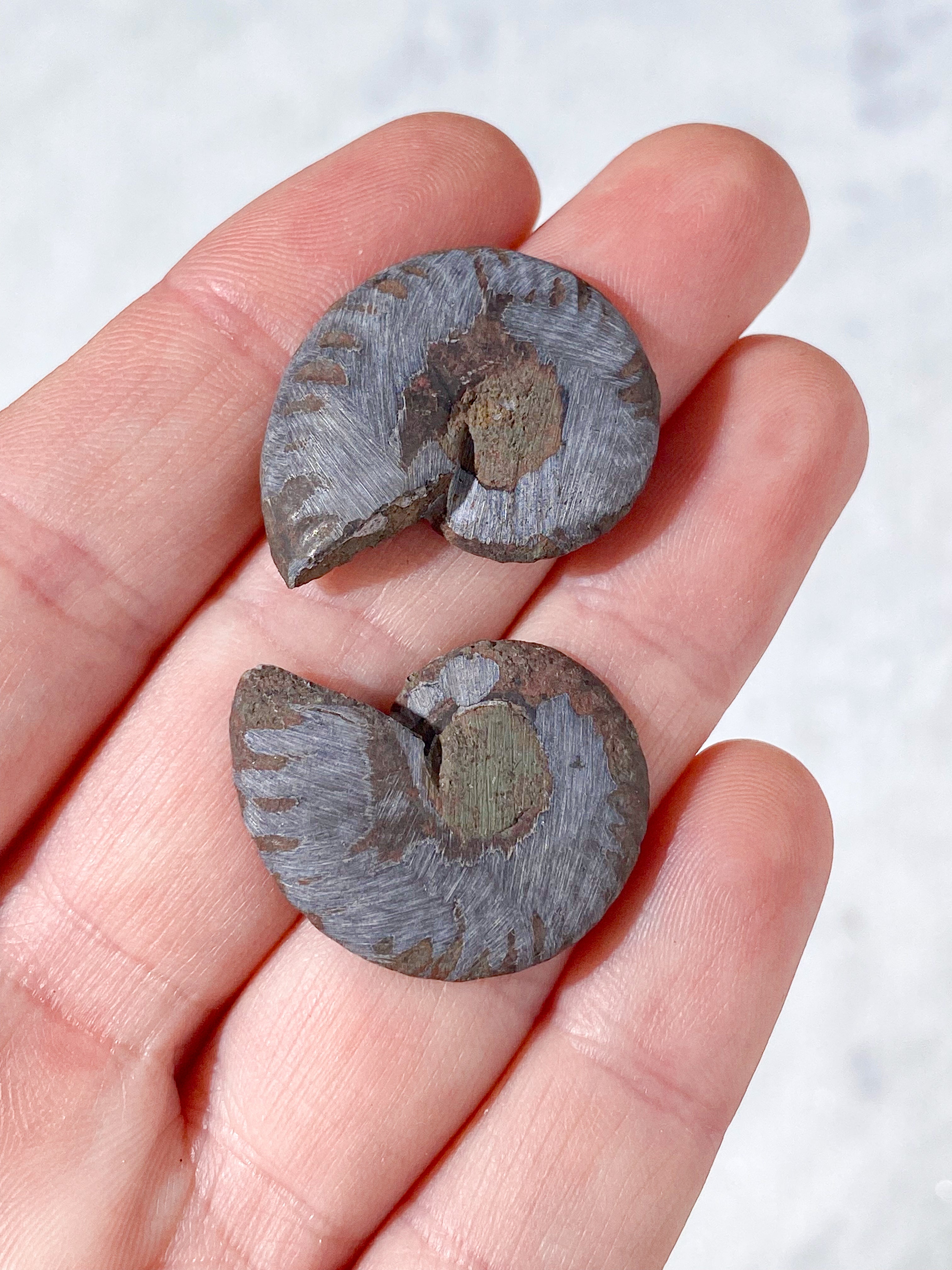 Sort Ammonit Fossil Par (Nr. 6)