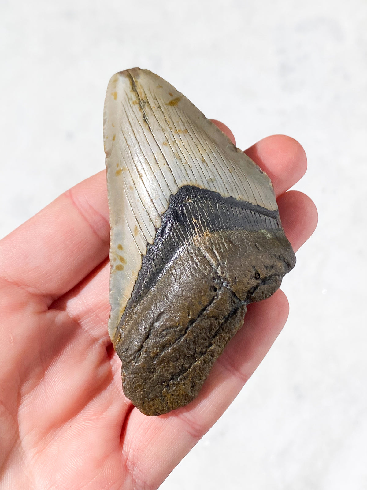 Megalodon Tand Fossil (Nr. 9)
