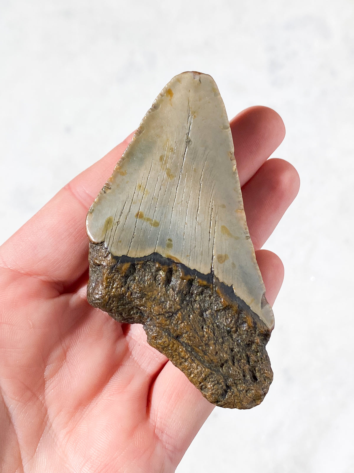 Megalodon Tand Fossil (Nr. 9)