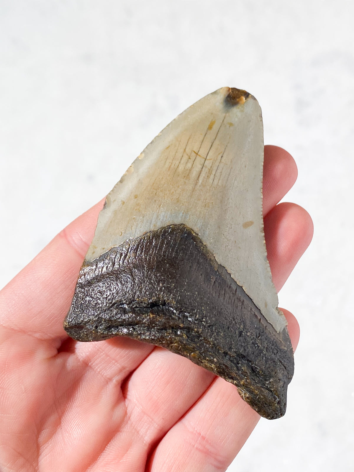 Megalodon Tand Fossil (Nr. 11)