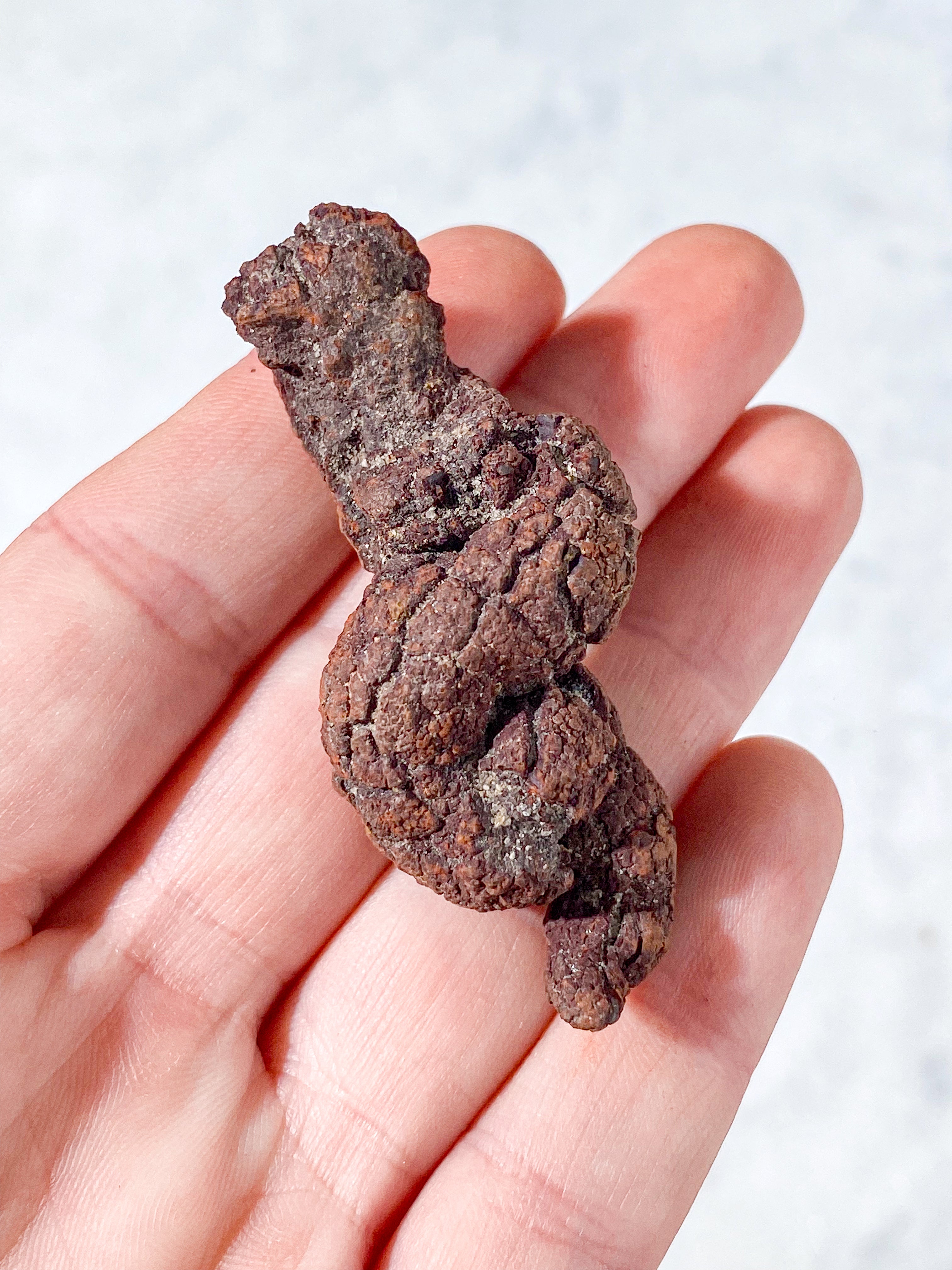 Koprolit Fossil (Nr. 3)