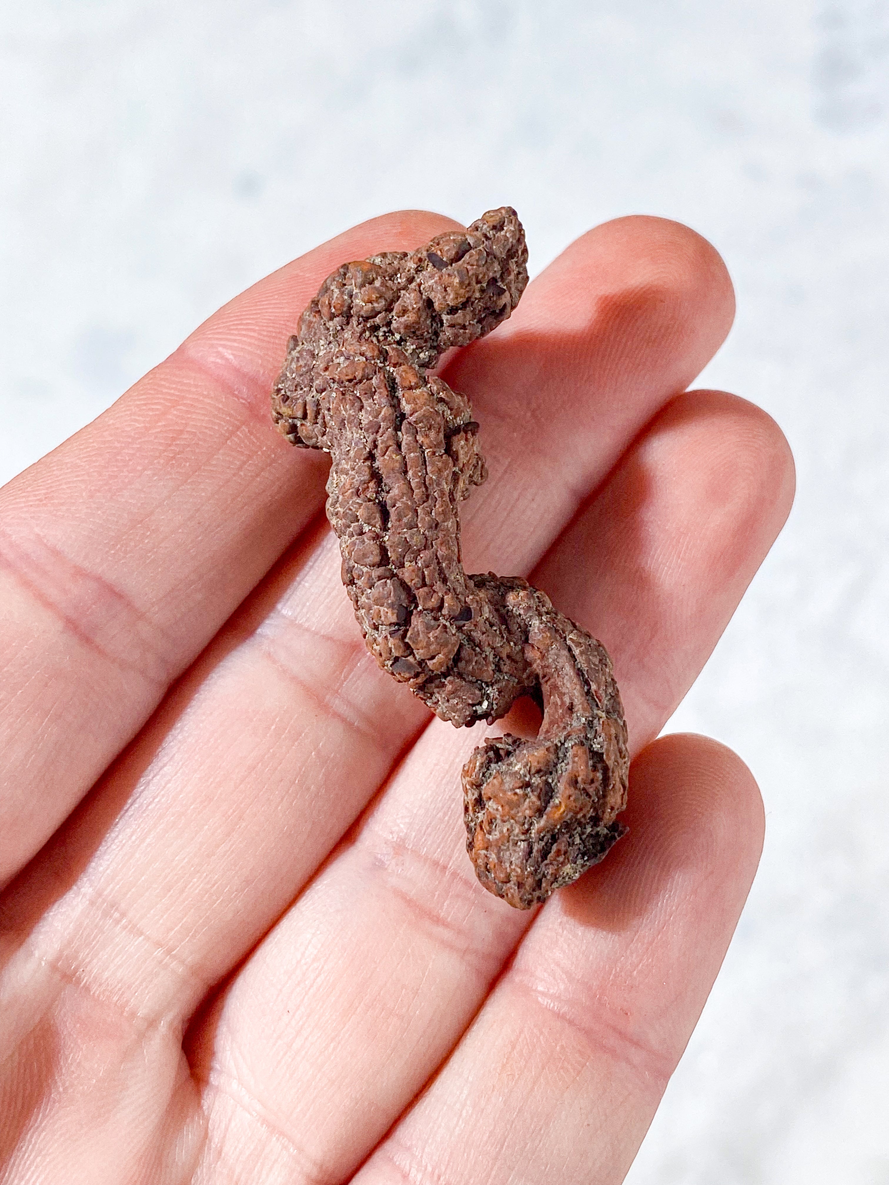 Koprolit Fossil (Nr. 4)