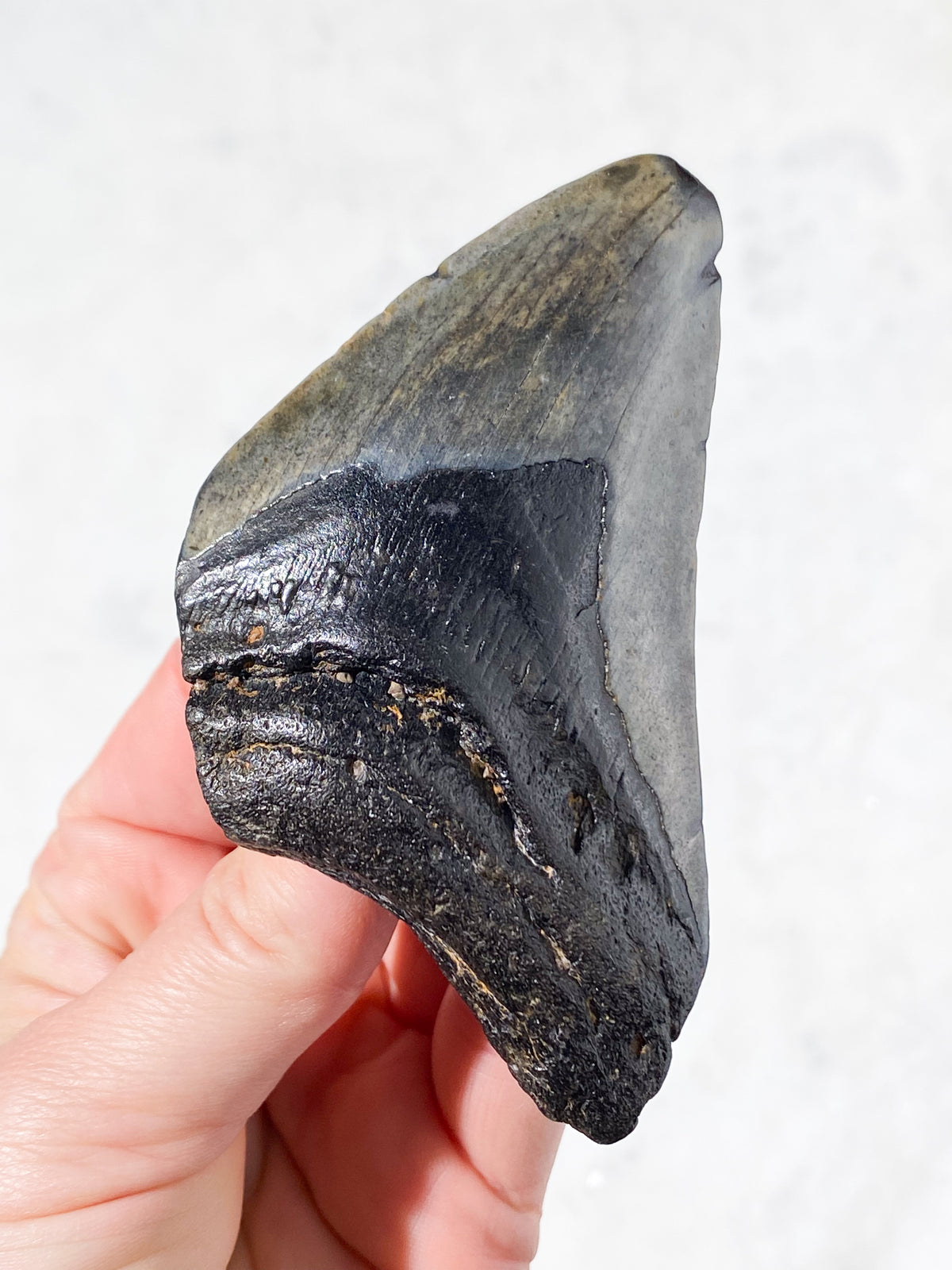 Megalodon Tand Fossil (Nr. 14)