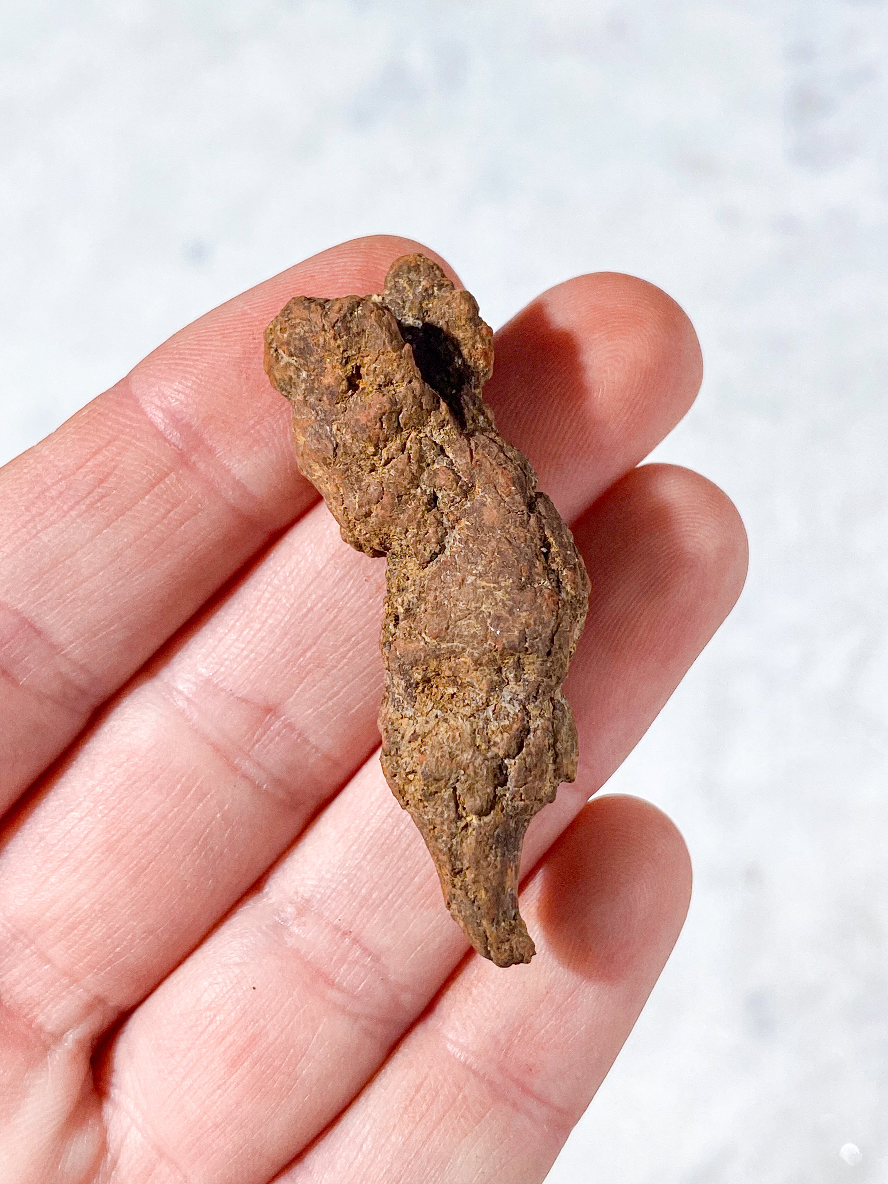 Koprolit Fossil (Nr. 6)