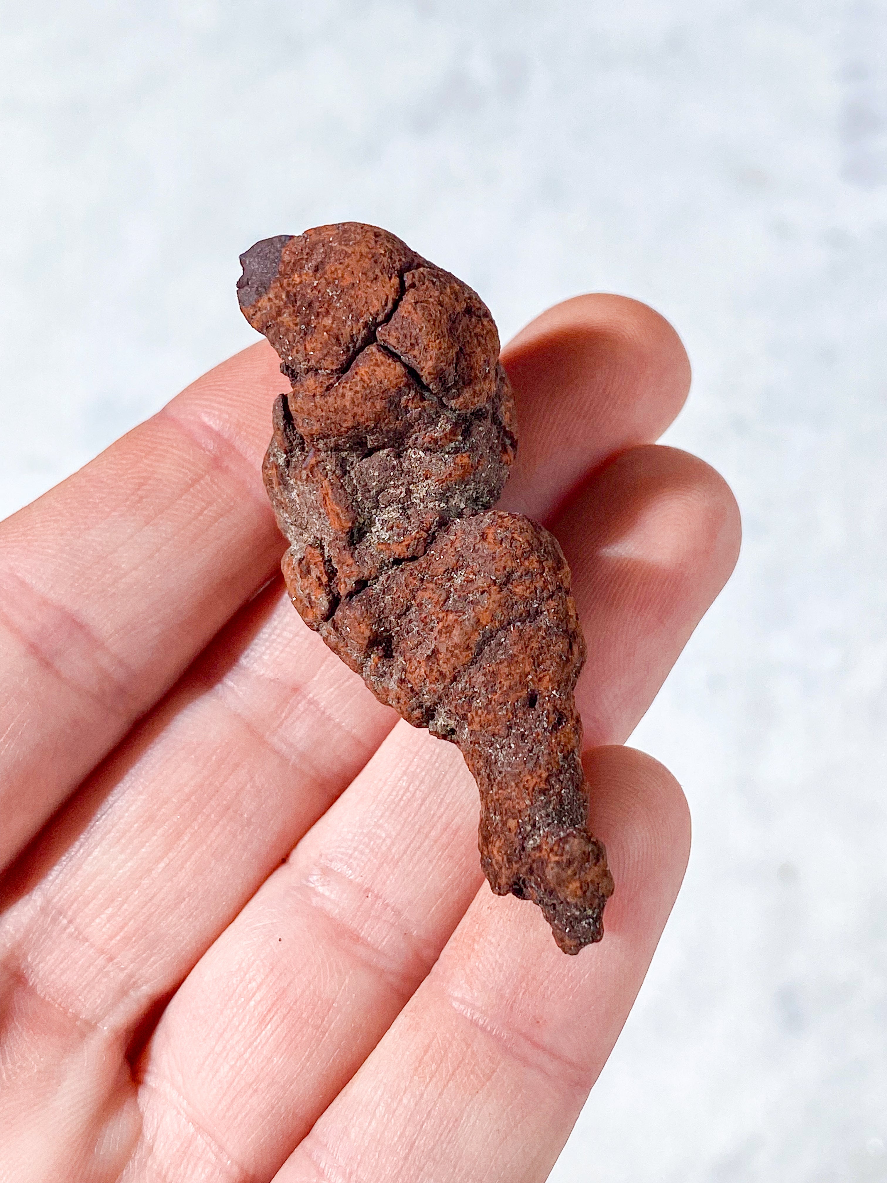 Koprolit Fossil (Nr. 7)