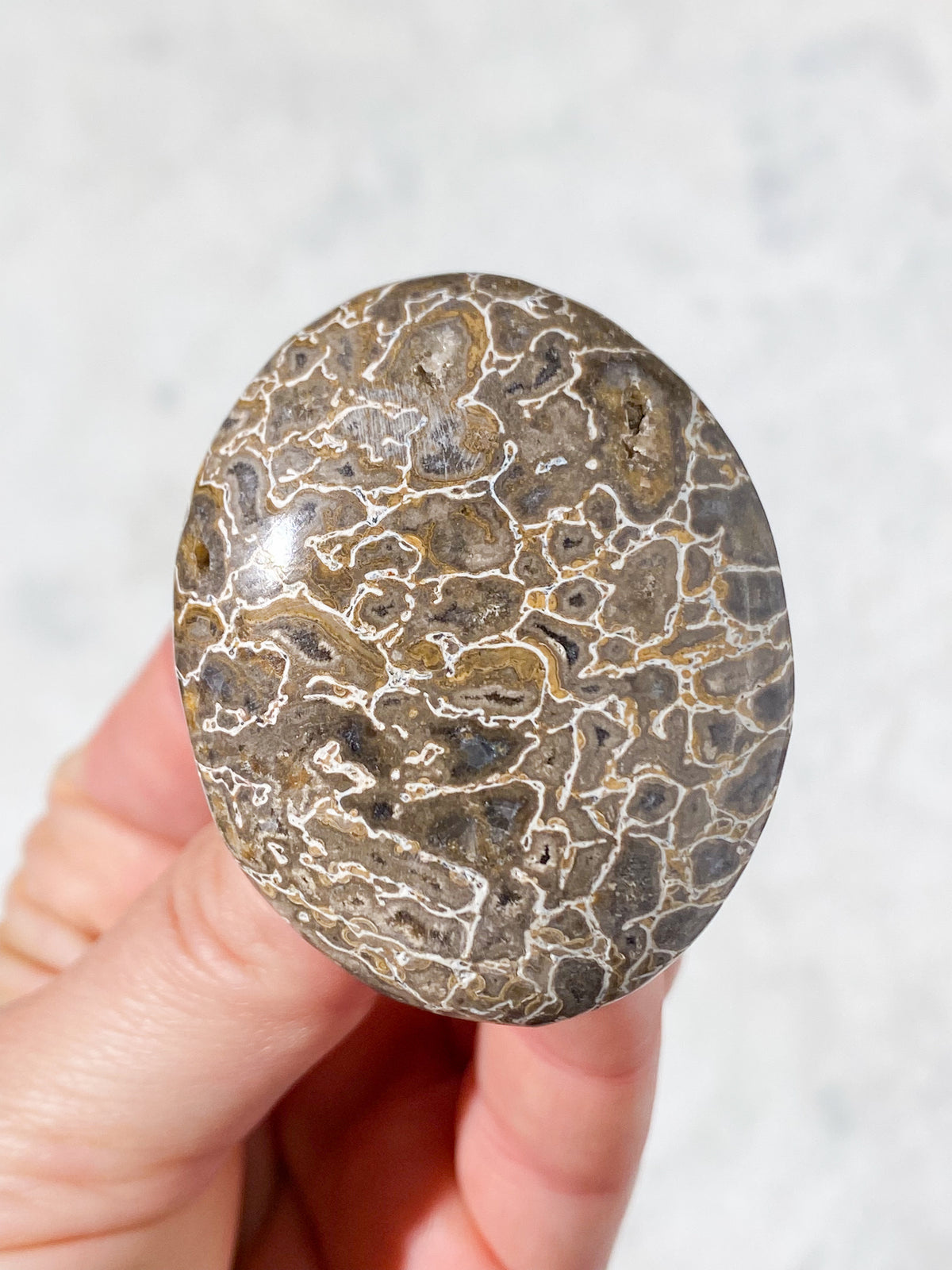 Atlasaurus Dinosaur Fossil Knogle Palmstone (Nr. 4)
