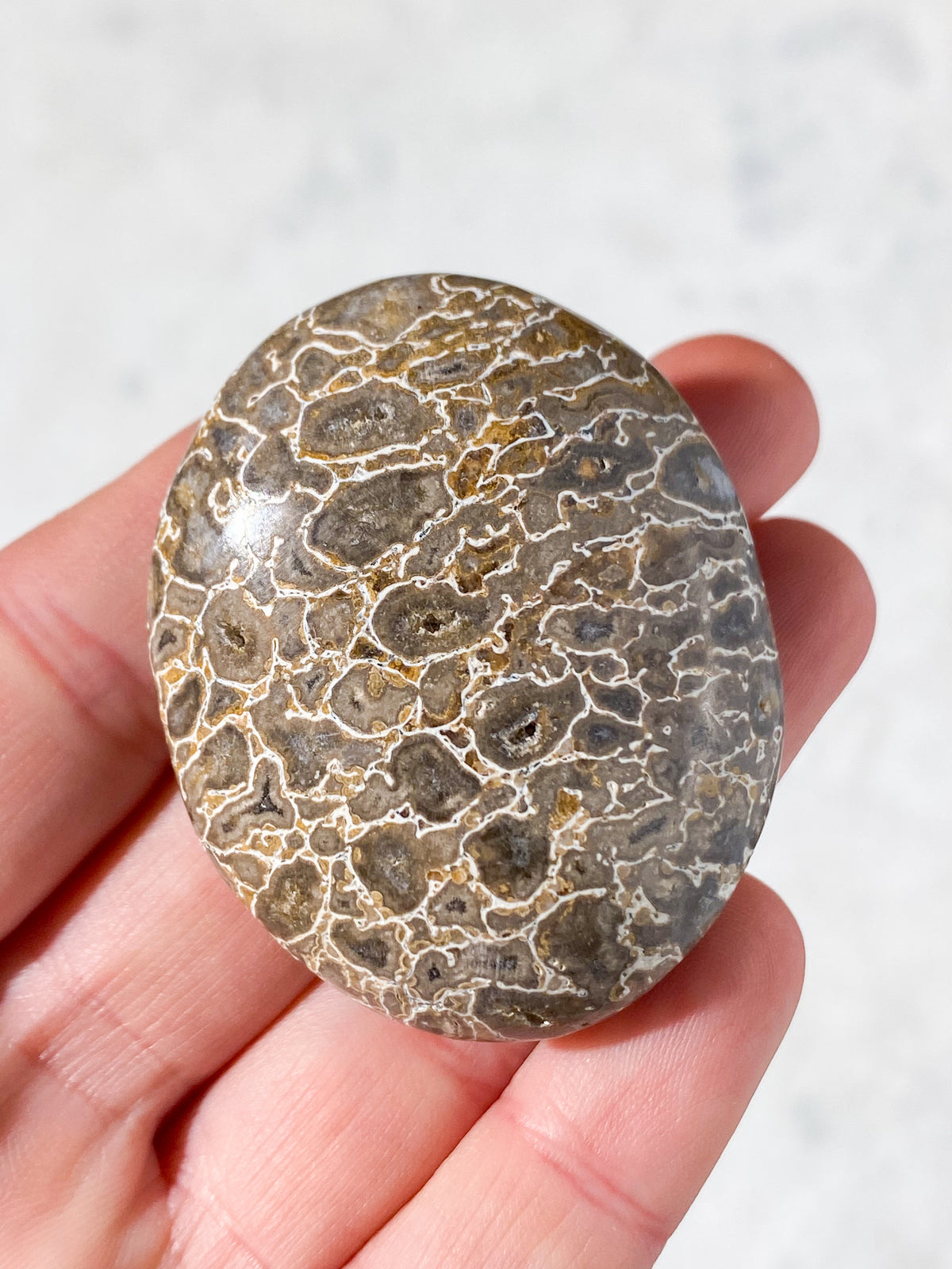 Atlasaurus Dinosaur Fossil Knogle Palmstone (Nr. 4)