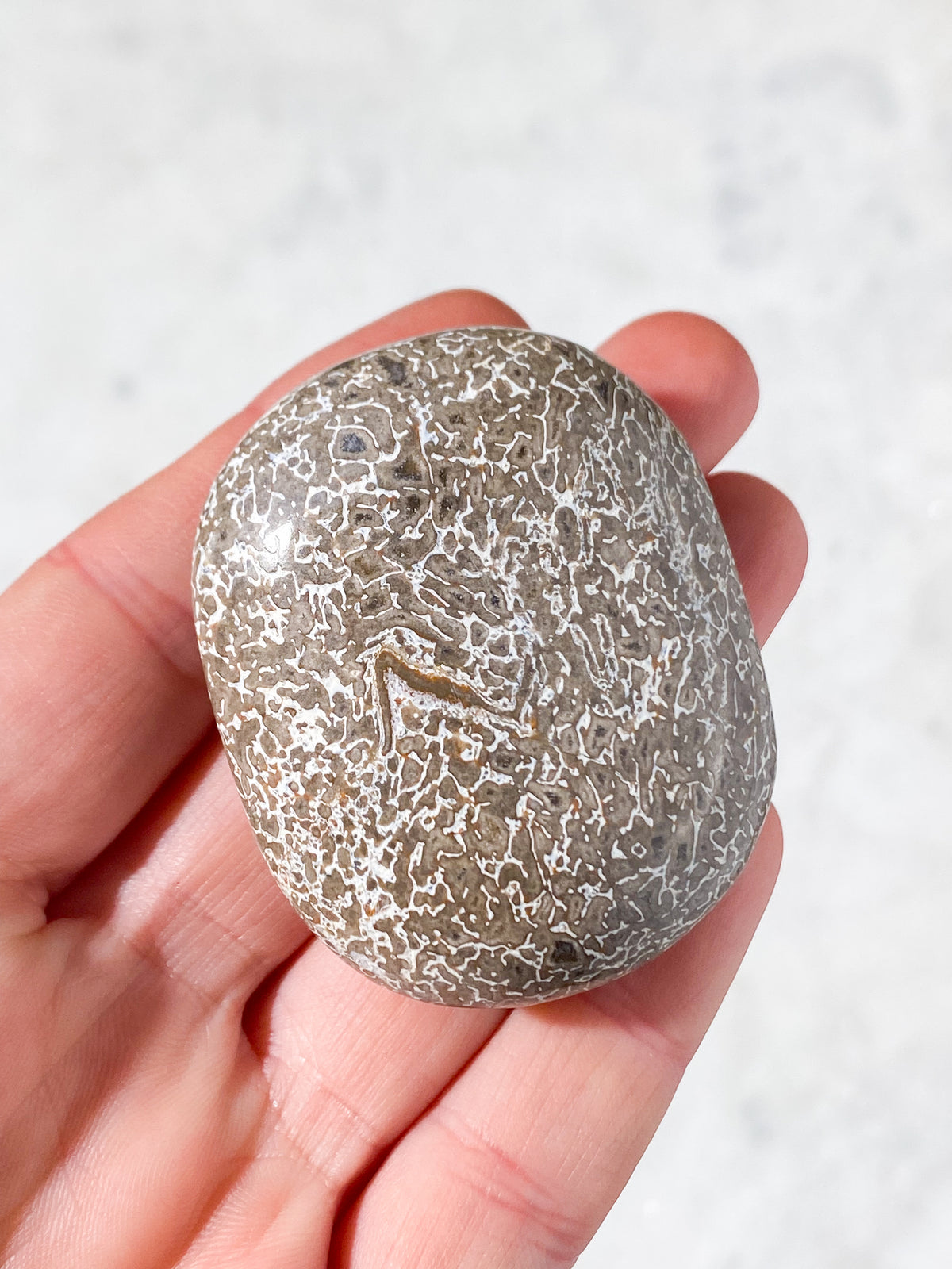 Atlasaurus Dinosaur Fossil Knogle Palmstone (Nr. 5)