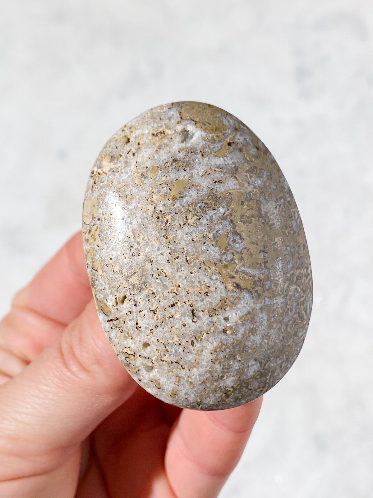 Atlasaurus Dinosaur Fossil Knogle Palmstone (Nr. 6)