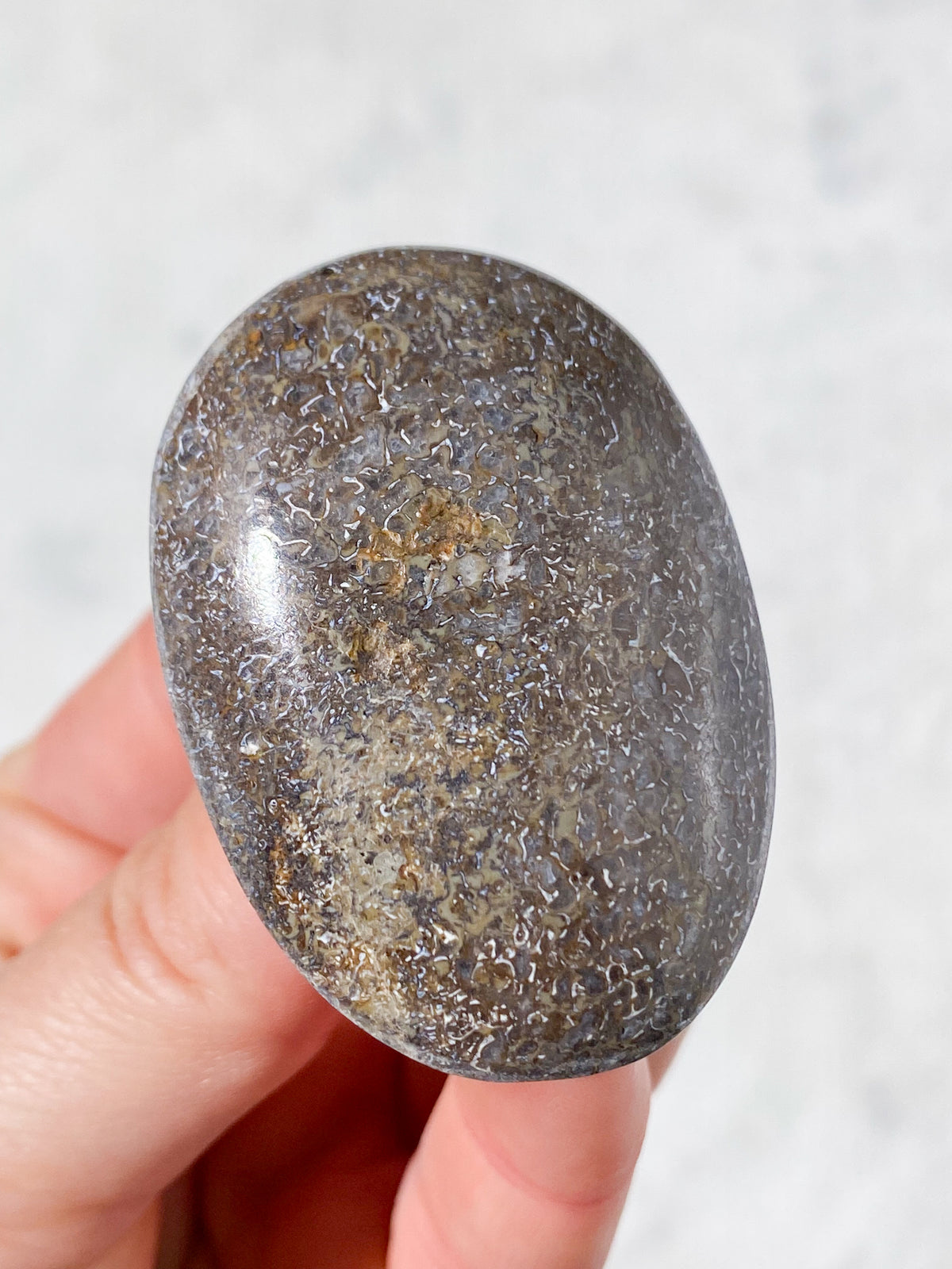 Atlasaurus Dinosaur Fossil Knogle Palmstone (Nr. 8)