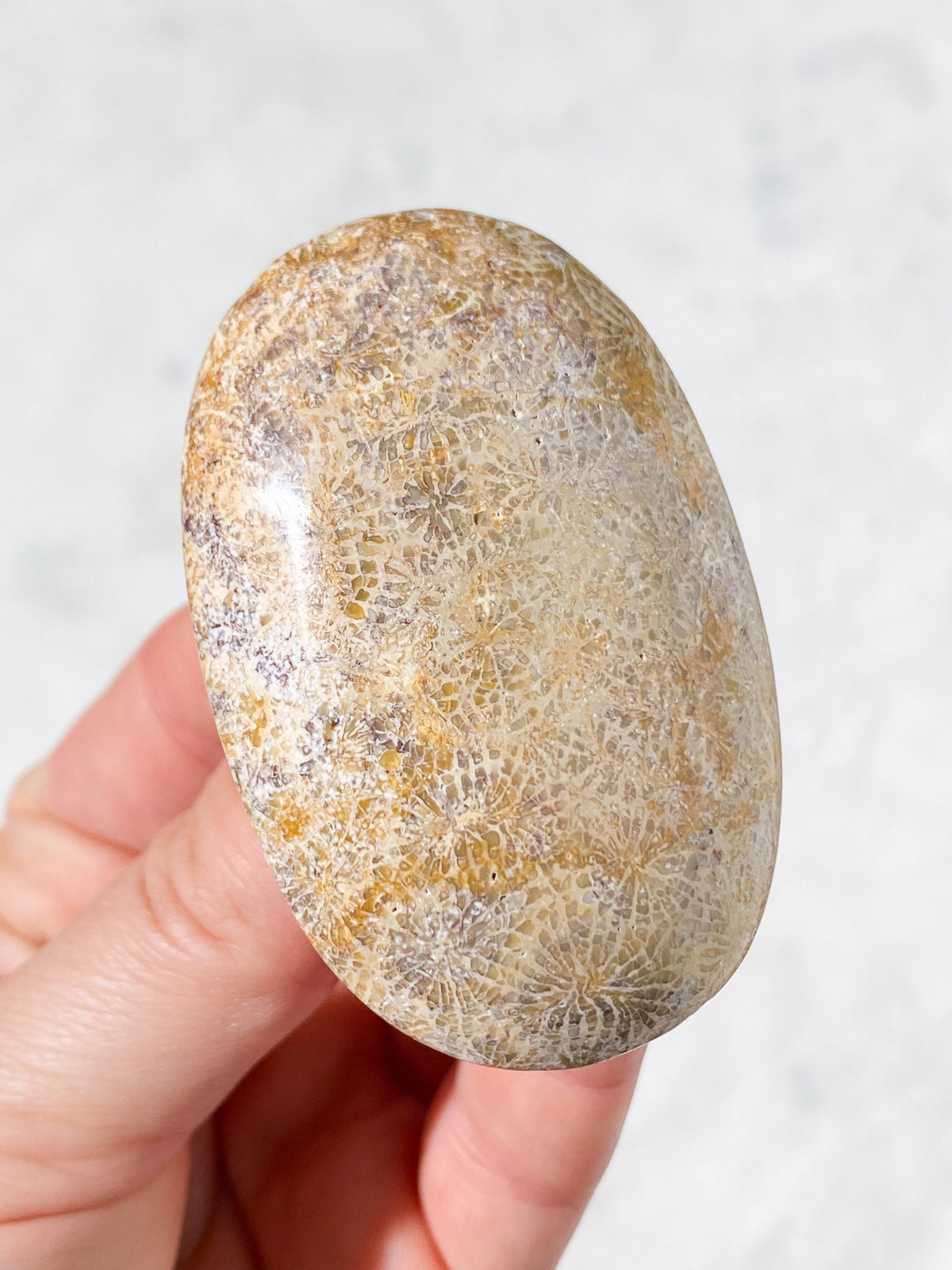 Koralrods Fossil Palmstone (Nr. 7)