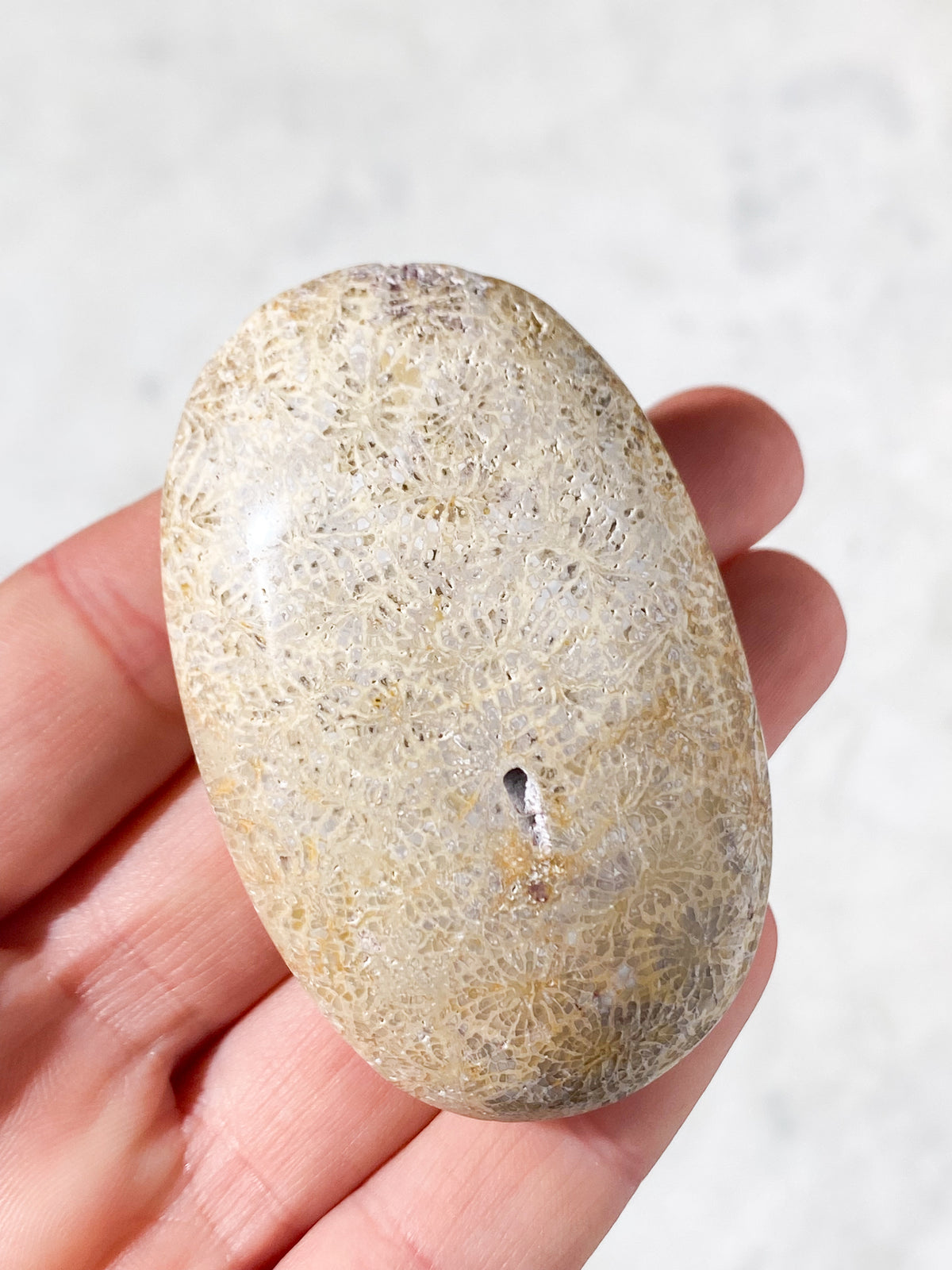 Koralrods Fossil Palmstone (Nr. 7)