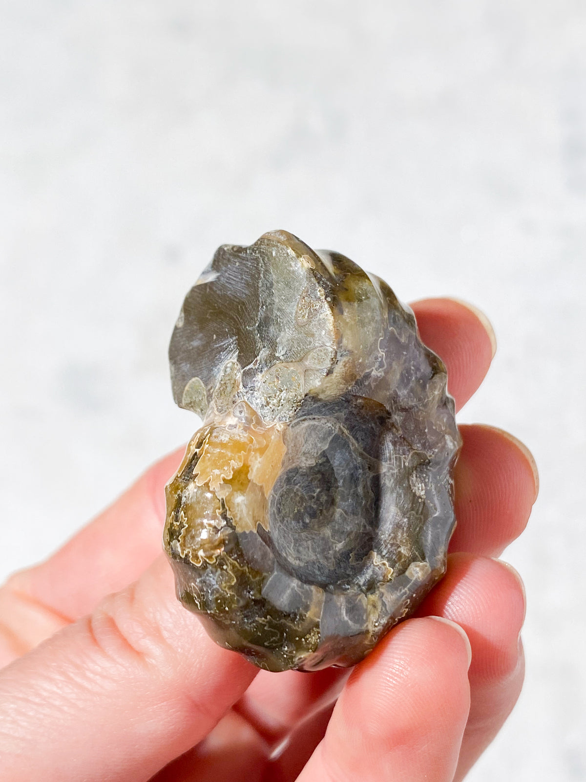 Douvilleiceras Ammonit Fossil (Nr. 1)