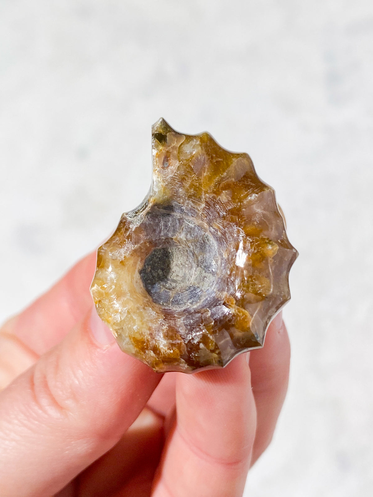 Douvilleiceras Ammonit Fossil (Nr. 2)