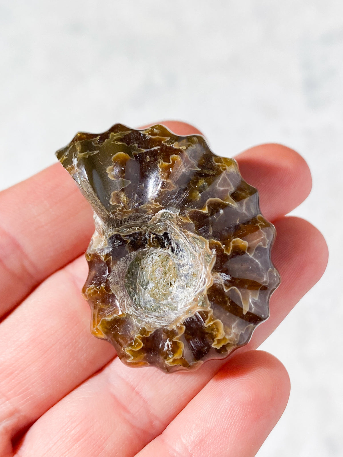 Douvilleiceras Ammonit Fossil (Nr. 3)