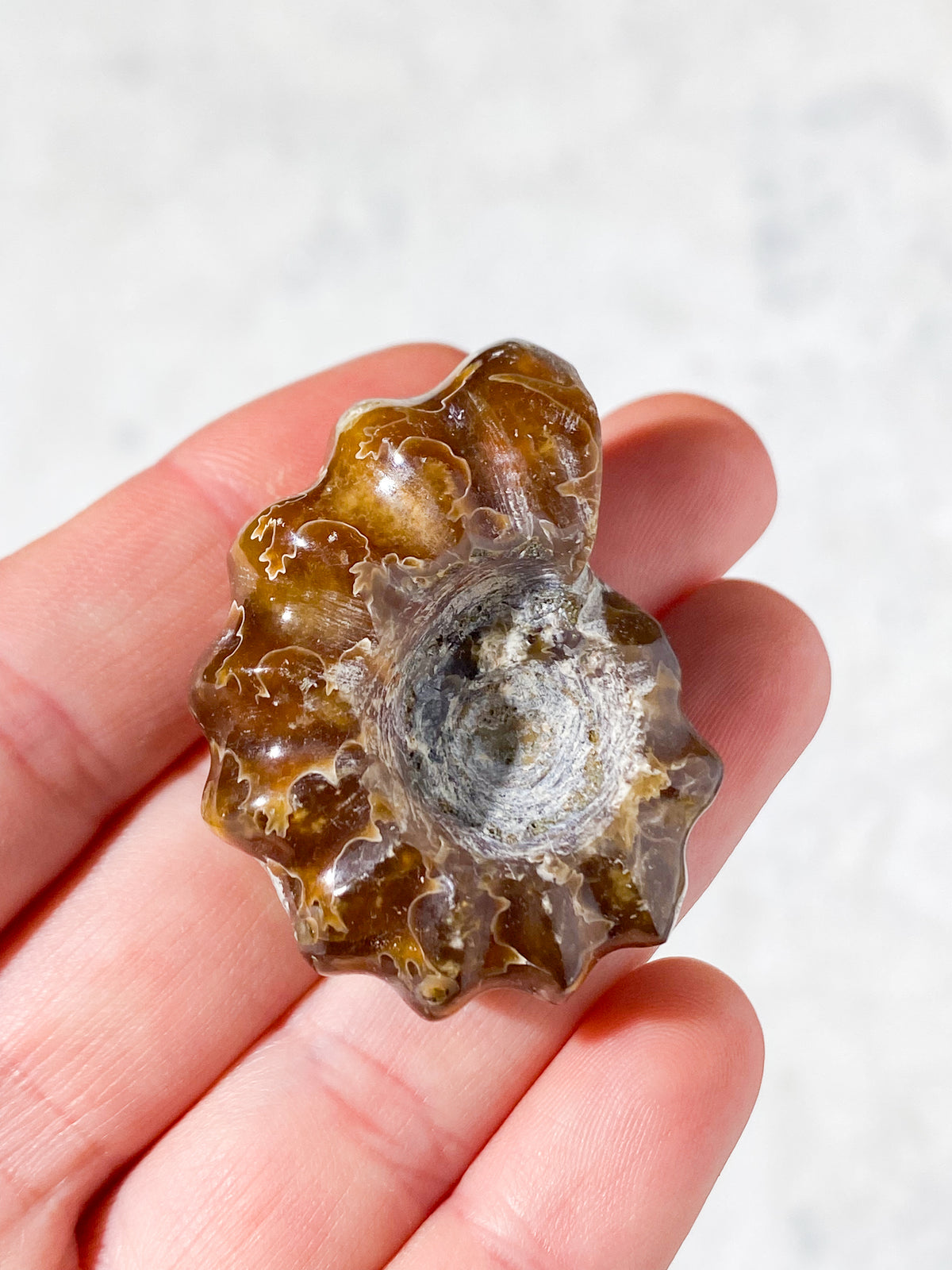 Douvilleiceras Ammonit Fossil (Nr. 4)